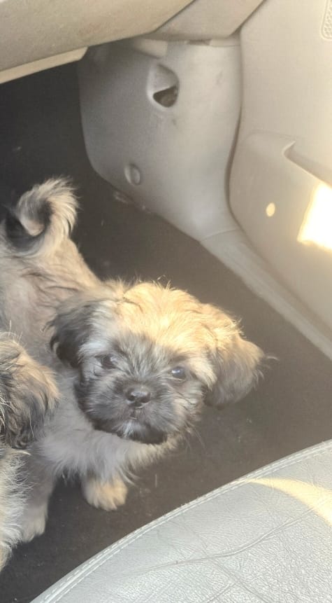 Valentino  – Shih Tzu puppy for sale in St. Clair Shores, MI