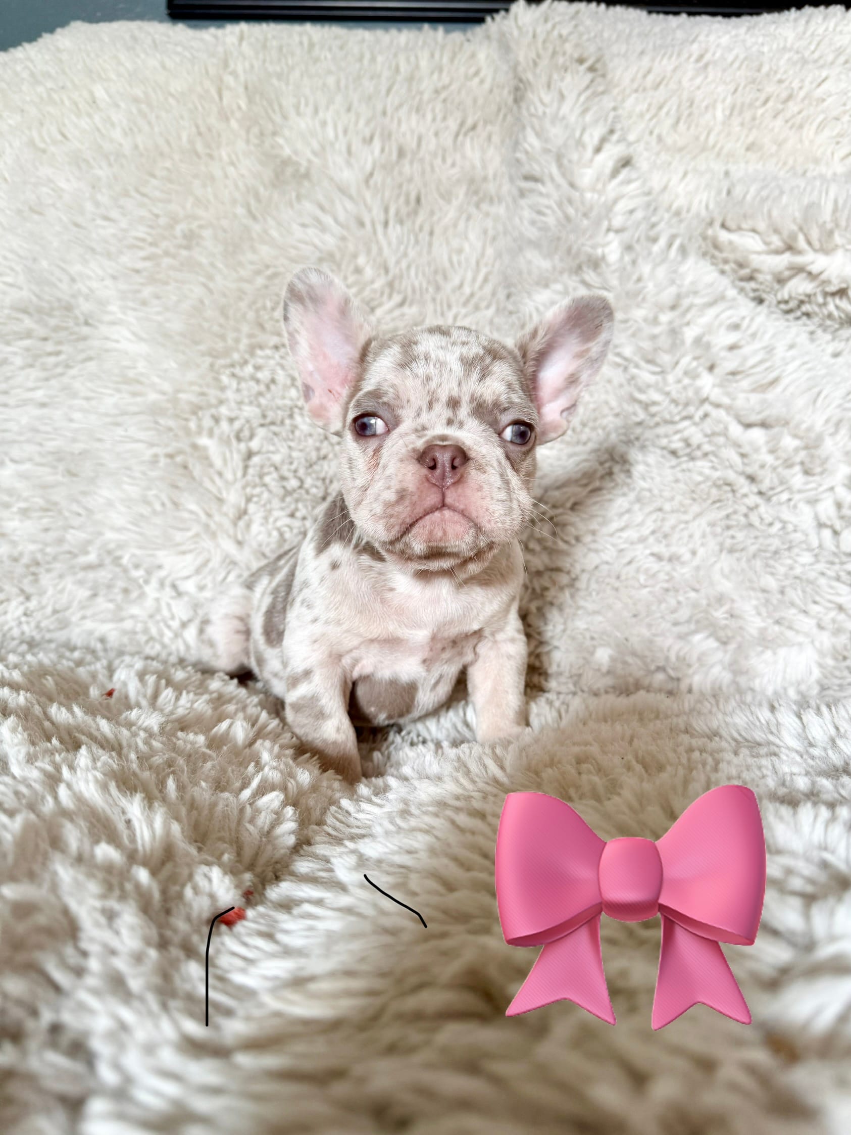 Gorgeous  – French Bulldog puppy for sale in Mesquite, TX