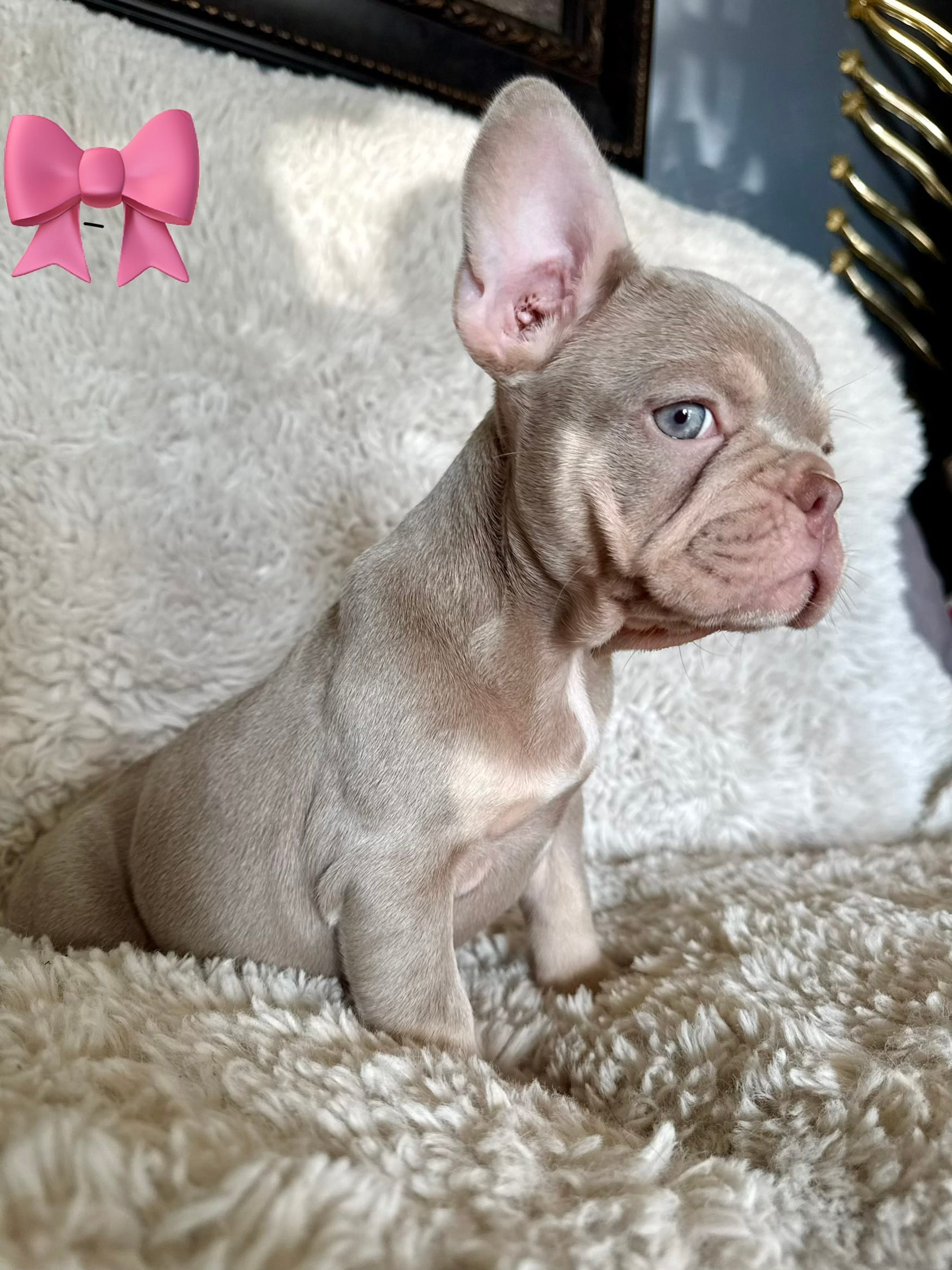 London – French Bulldog puppy for sale in Mesquite, TX