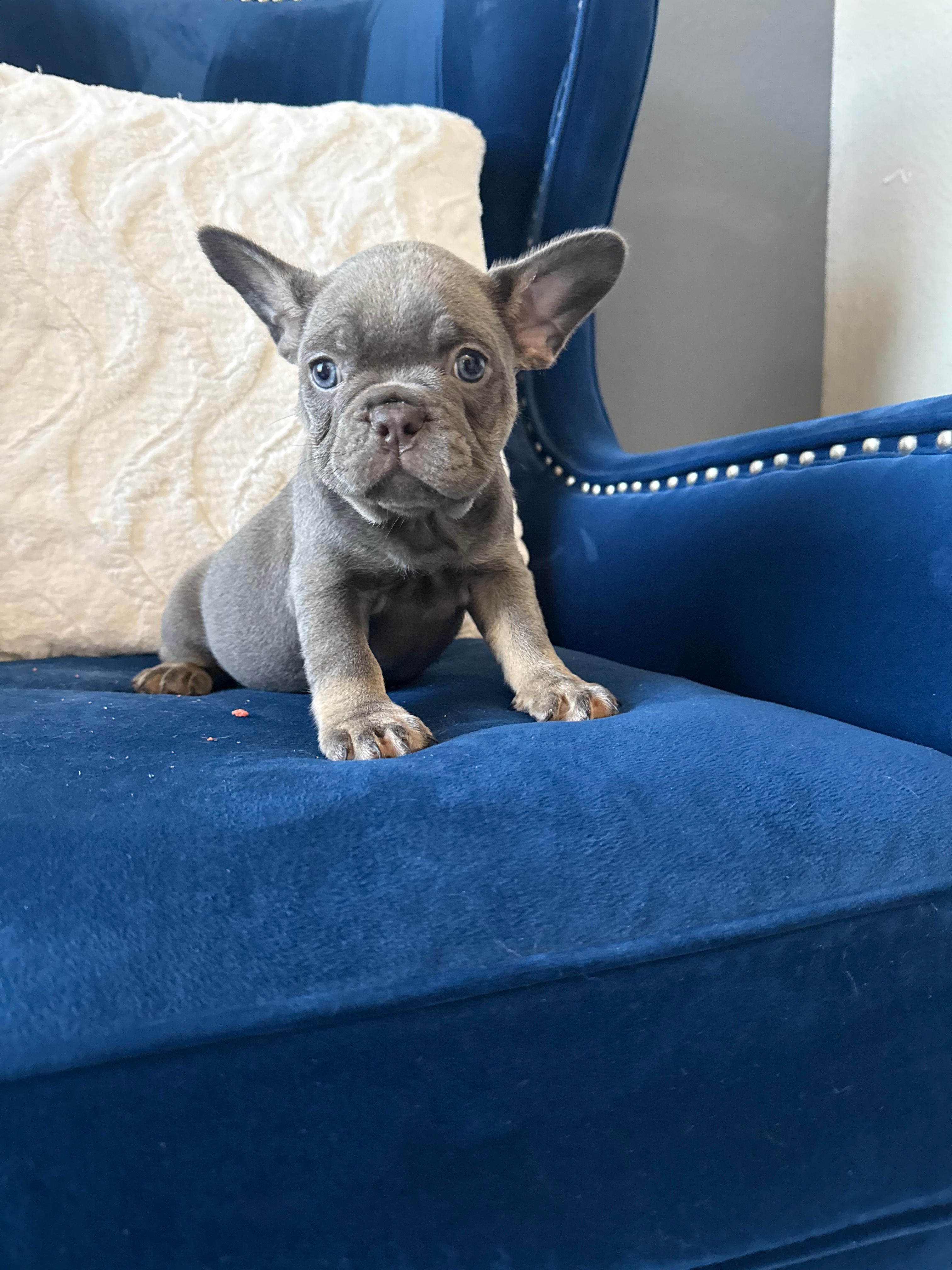 Dior – French Bulldog puppy for sale in Mesquite, TX