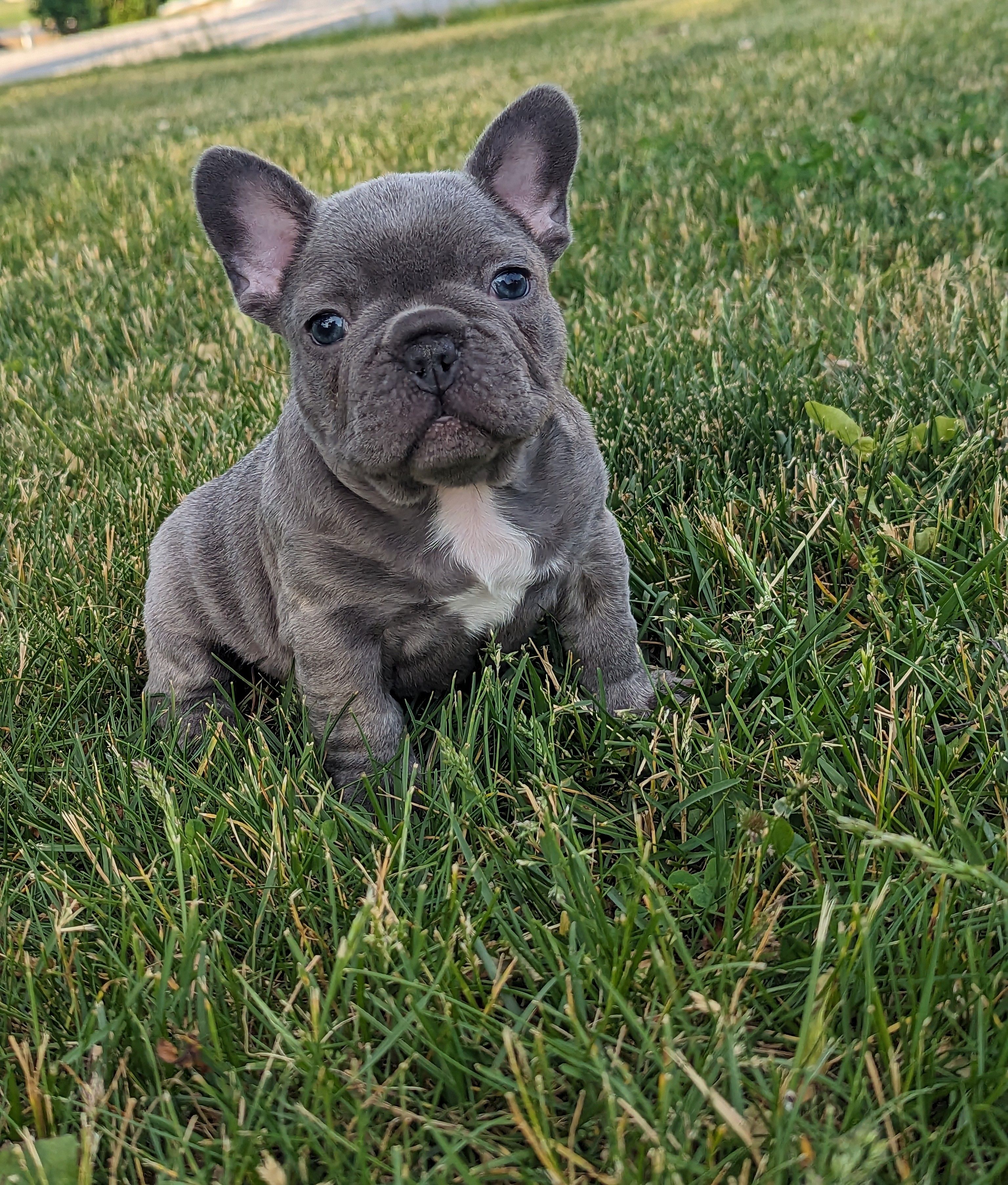Tyler – French Bulldog puppy for sale in Newville, PA