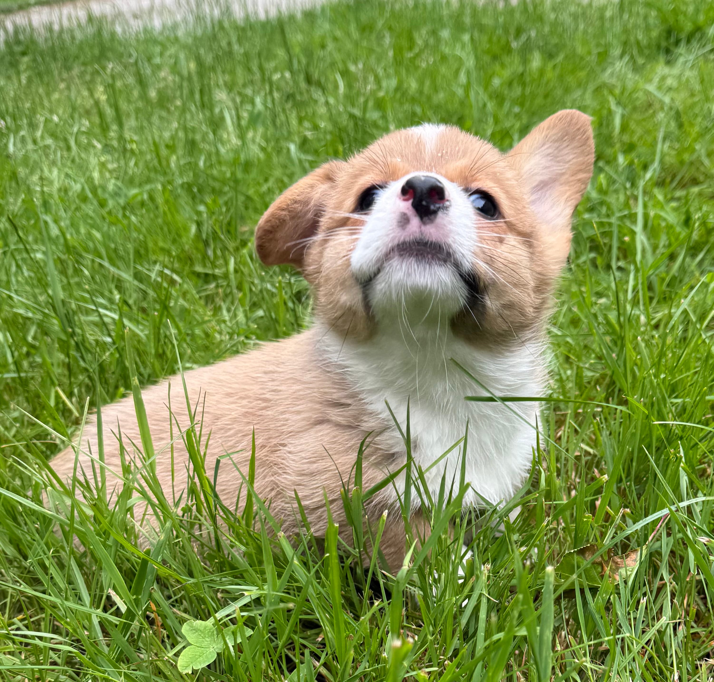 registered female – Pembroke Welsh Corgi puppy for sale in Stanwood, WA