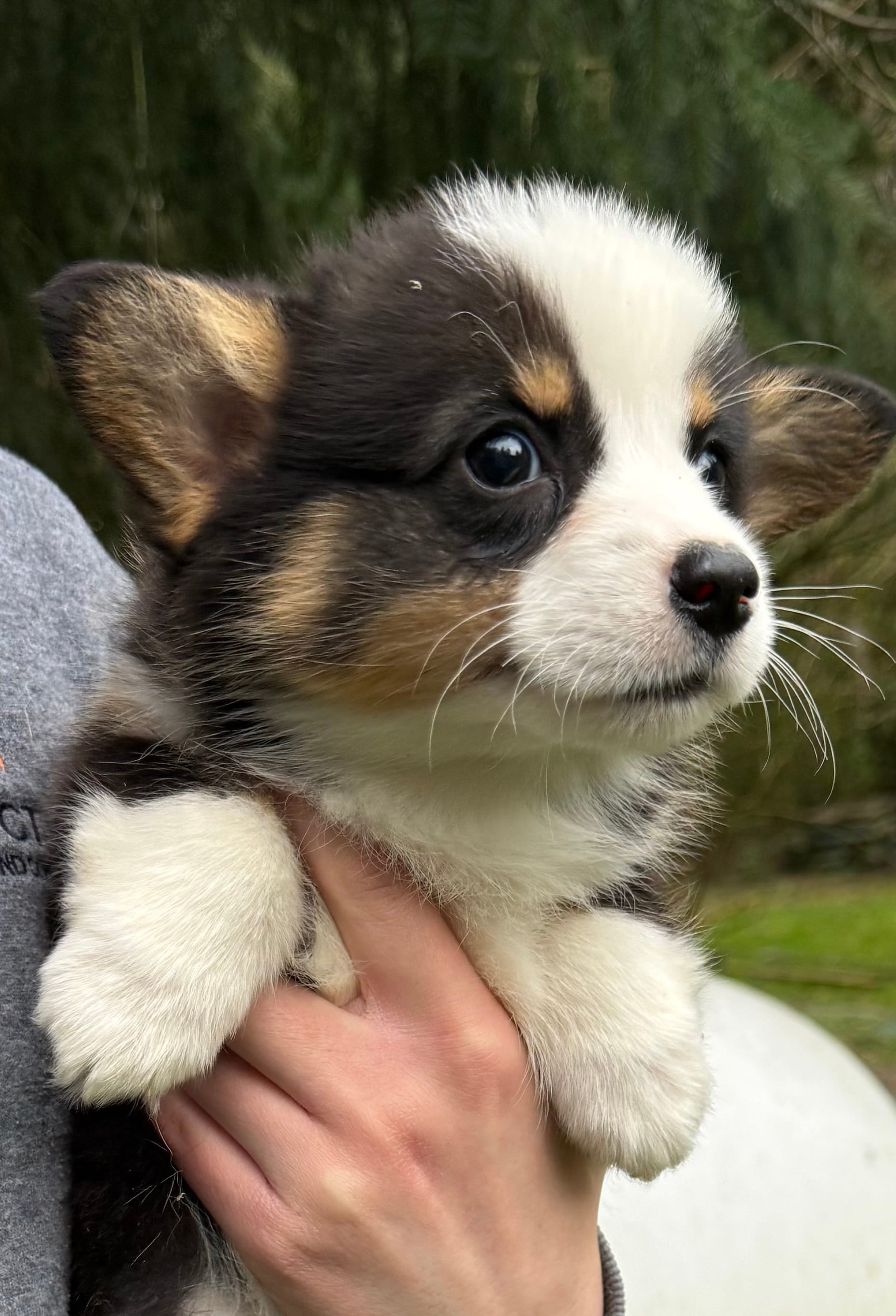 AKC female – Pembroke Welsh Corgi puppy for sale in Stanwood, WA