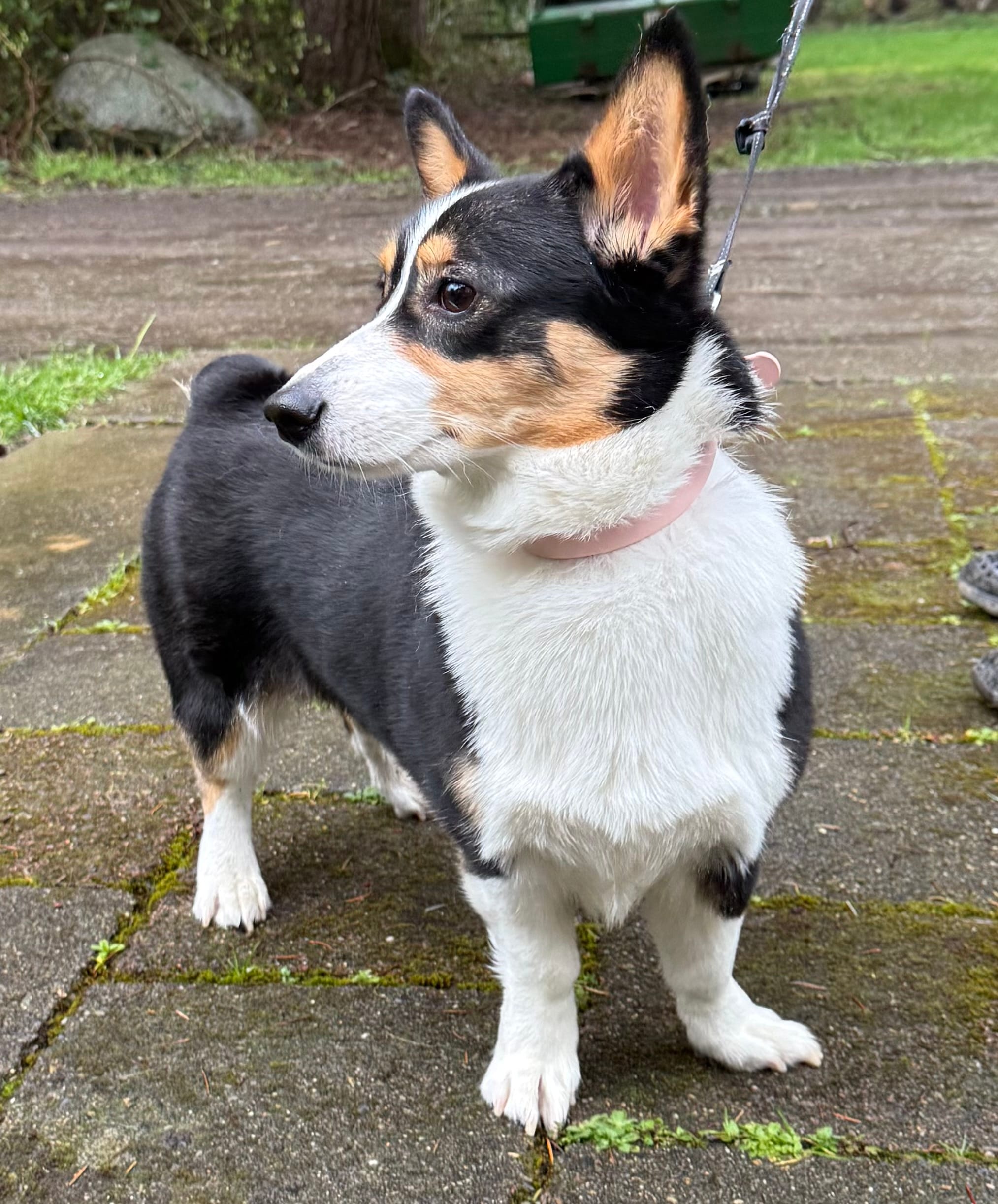 AKC female – Pembroke Welsh Corgi puppy for sale in Stanwood, WA