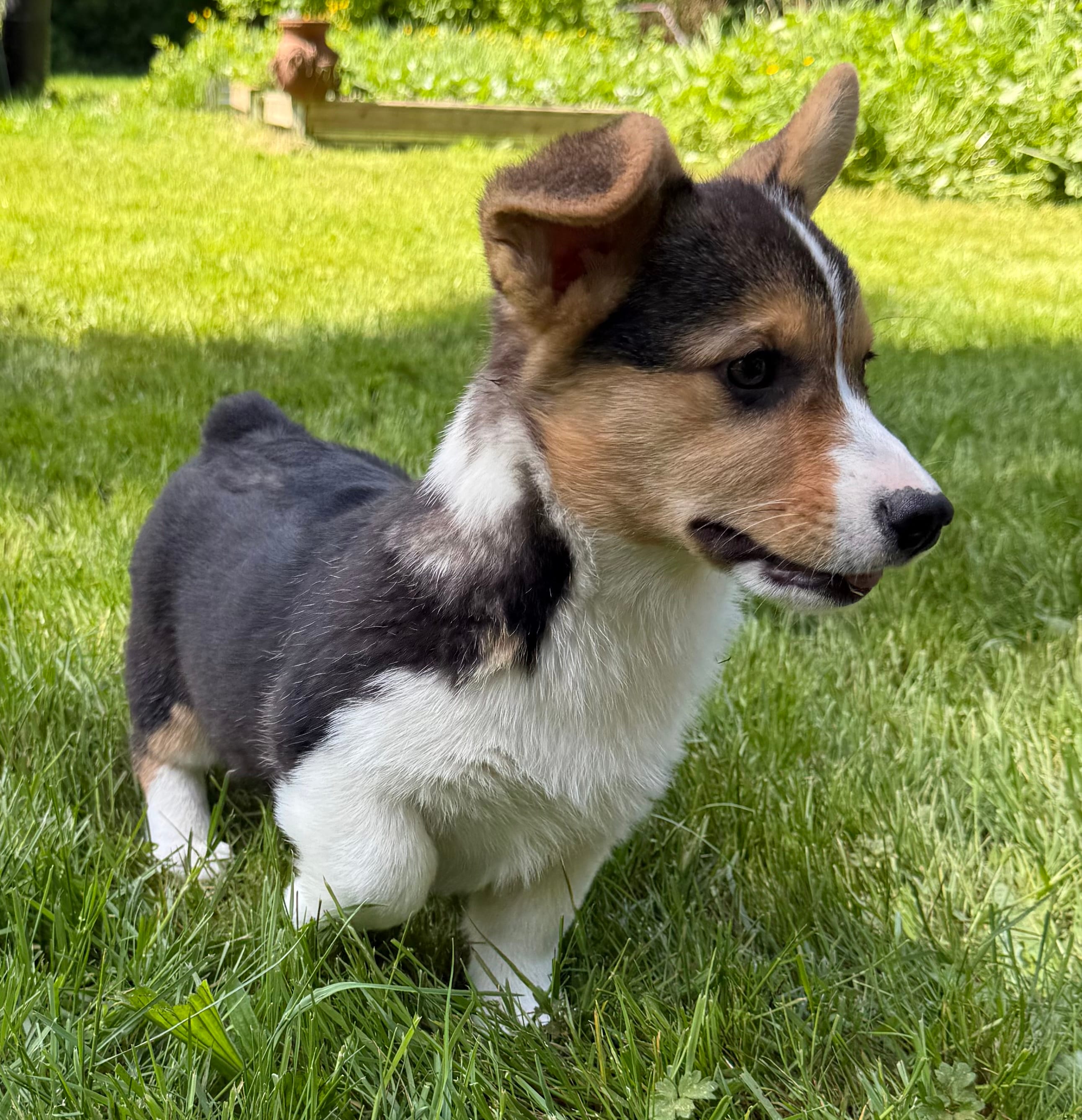 AKC female – Pembroke Welsh Corgi puppy for sale in Stanwood, WA