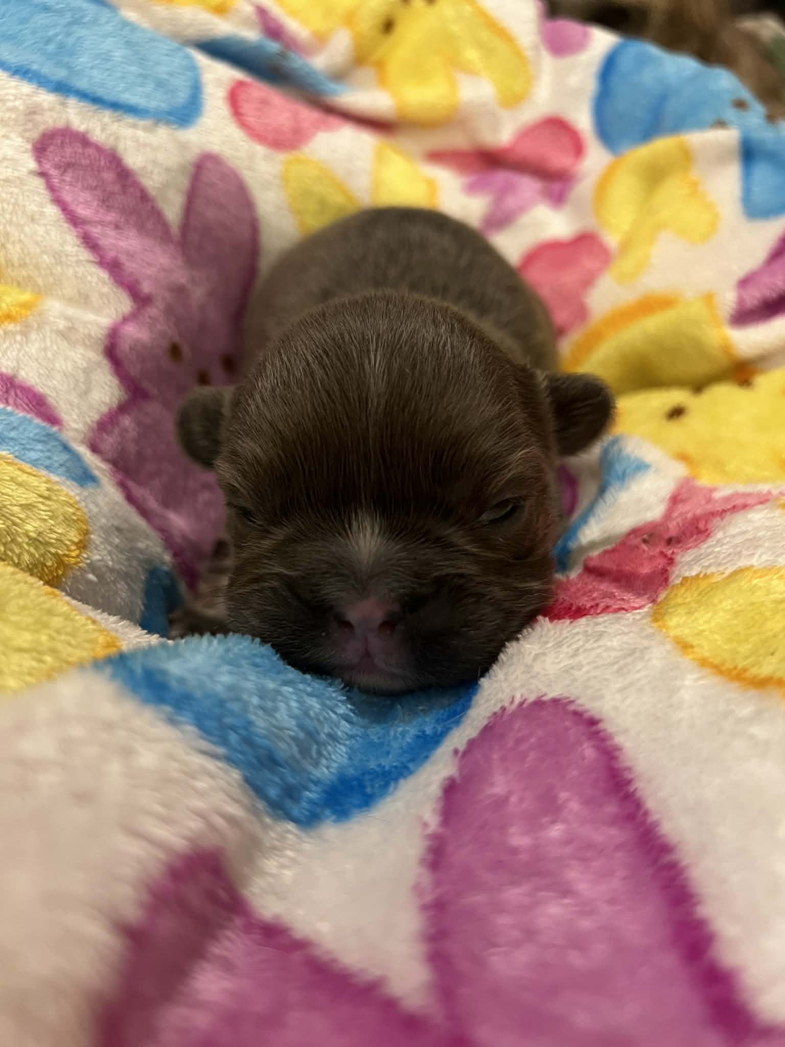 Churro – French Bulldog puppy for sale in Wisconsin Rapids, WI