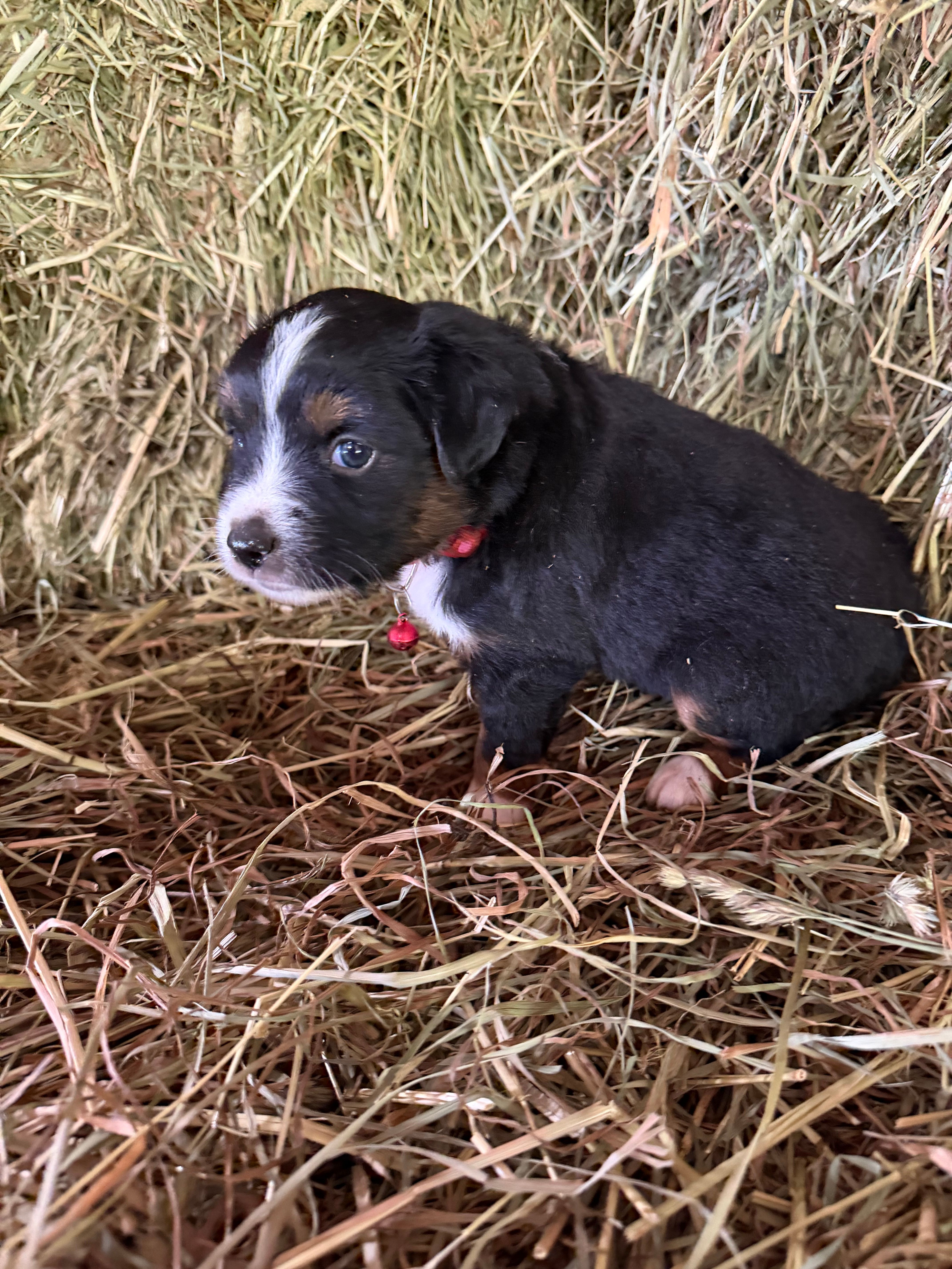 P-Pepe  – Toy Australian Shepherd puppy for sale in Polk City, FL