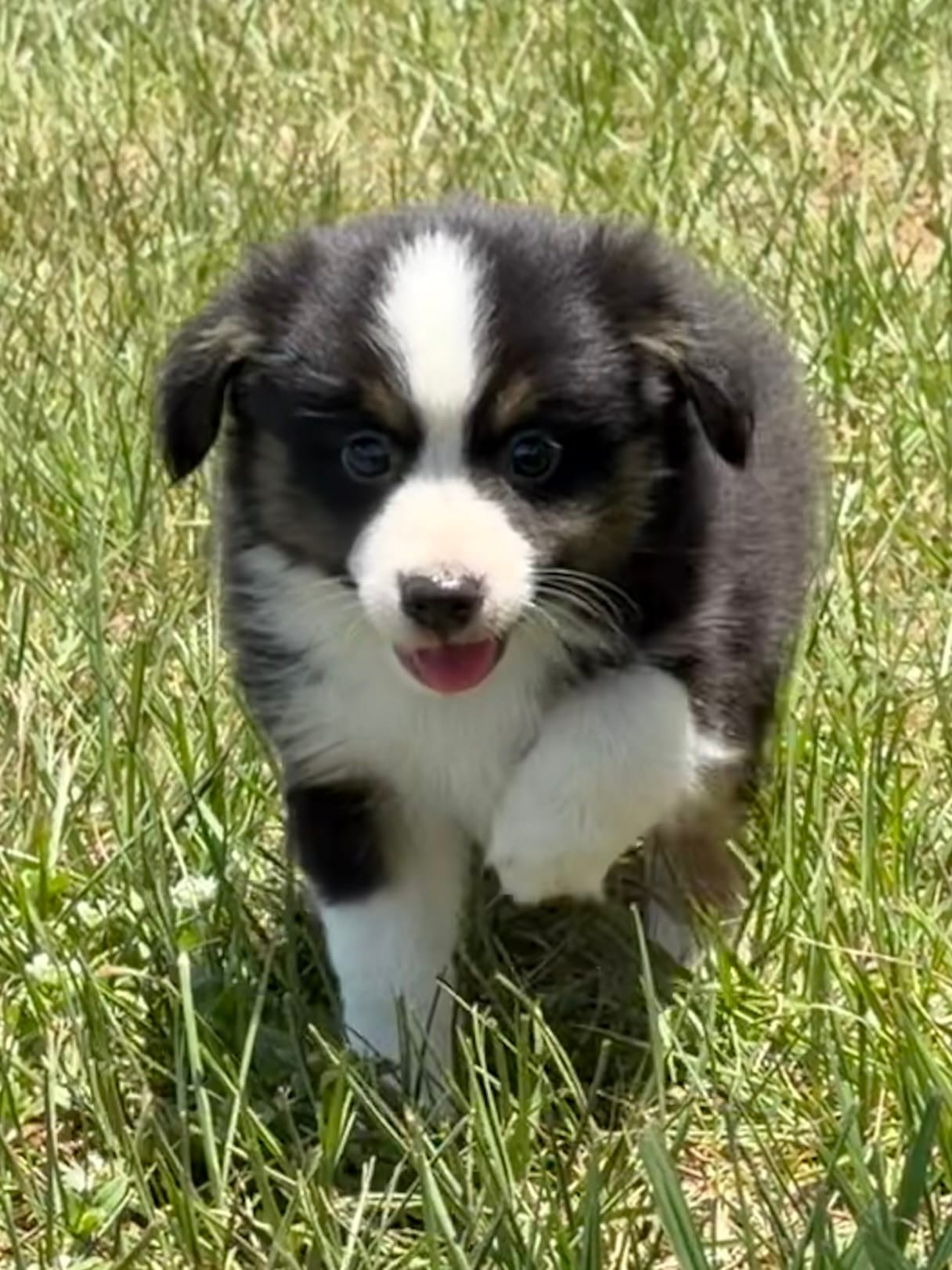 B-Bailey  – Toy Australian Shepherd puppy for sale in Polk City, FL