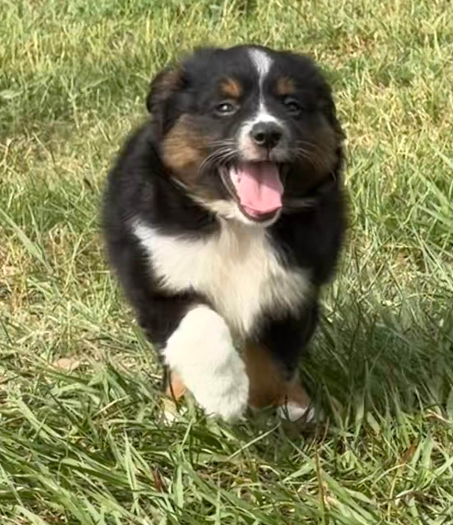 P-Pepe  – Toy Australian Shepherd puppy for sale in Polk City, FL