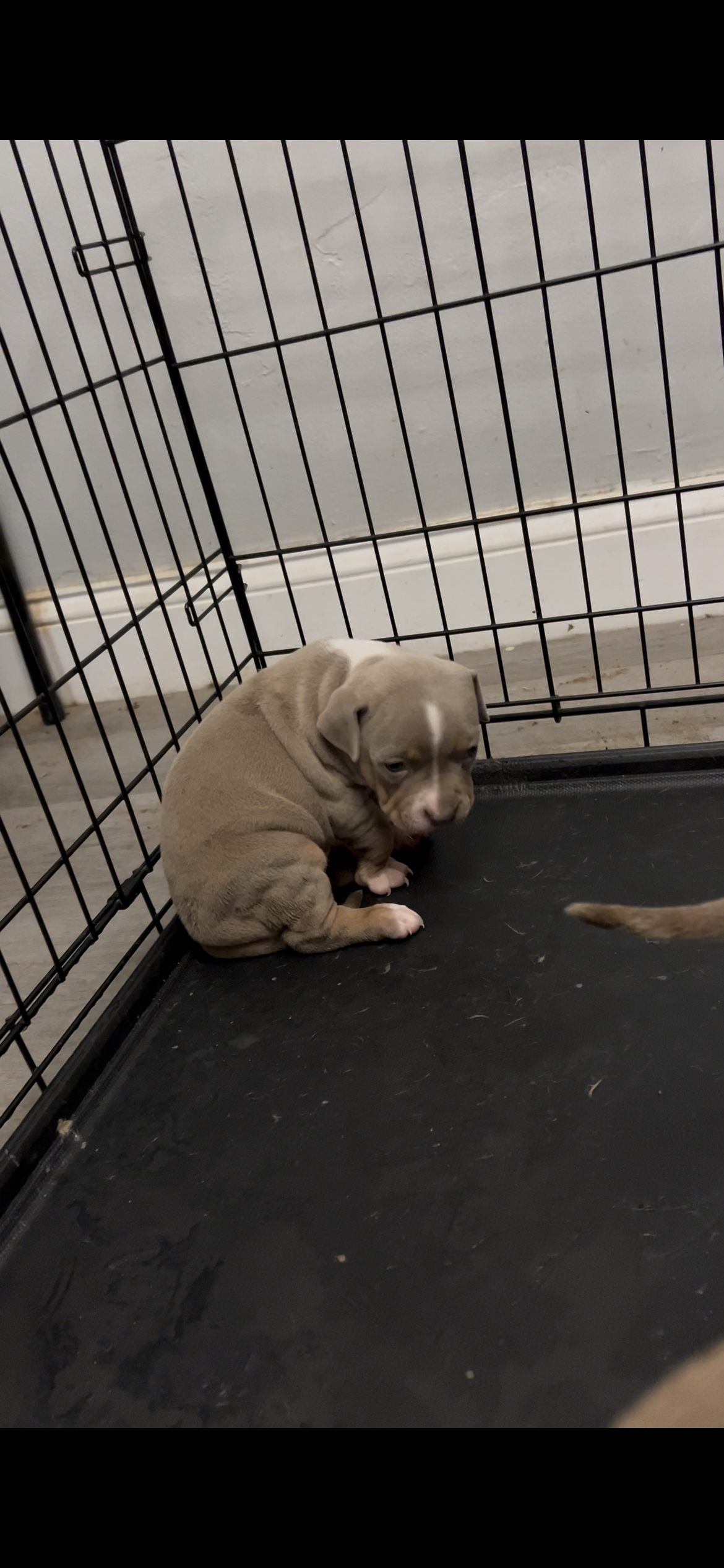 Female 2 – American Bully puppy for sale in Newark, DE