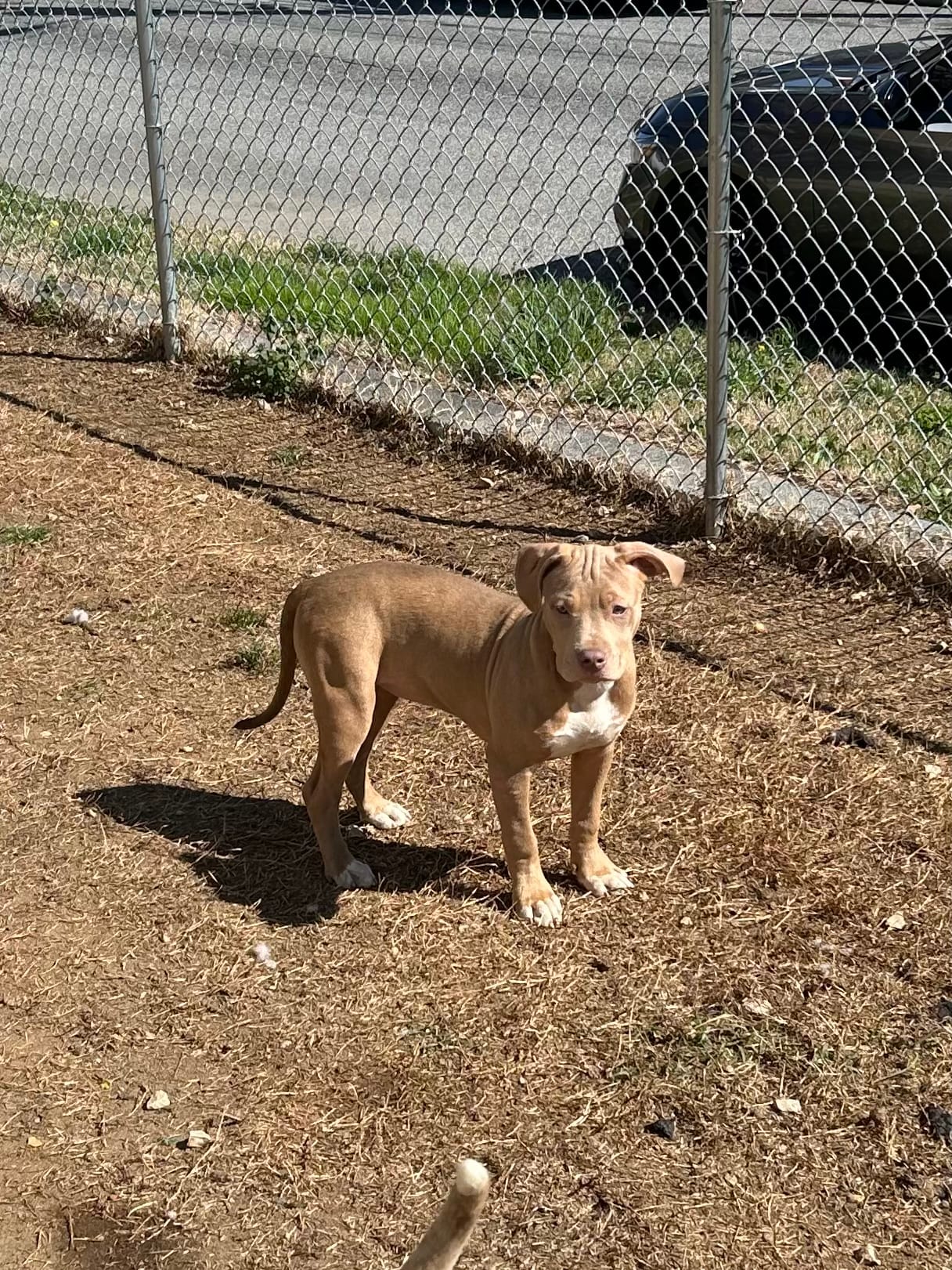 Rubi – American Bully, American Pit Bull Terrier puppy for sale in Newark, DE