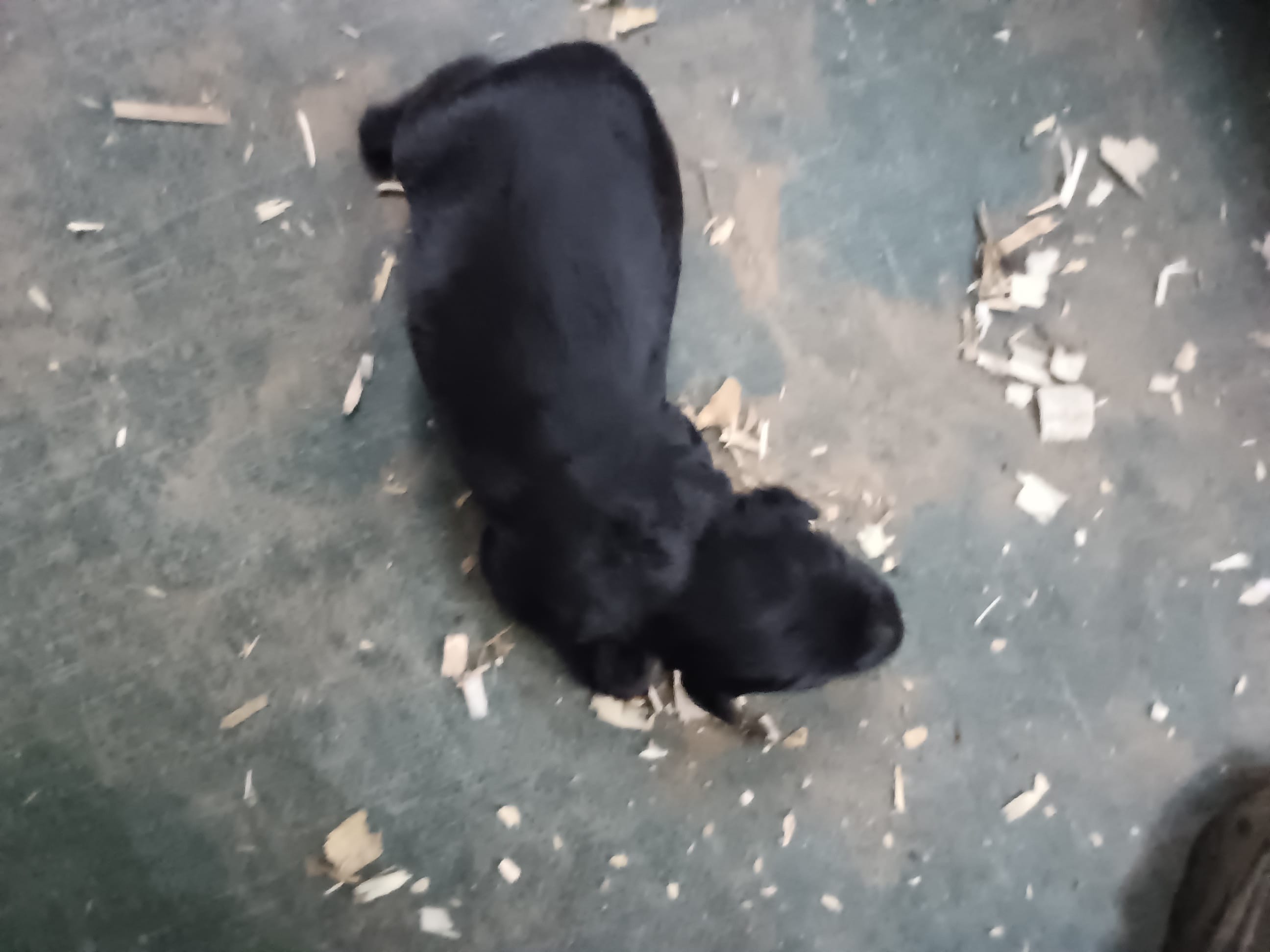 Girl – Giant Schnauzer puppy for sale in Rattan, OK