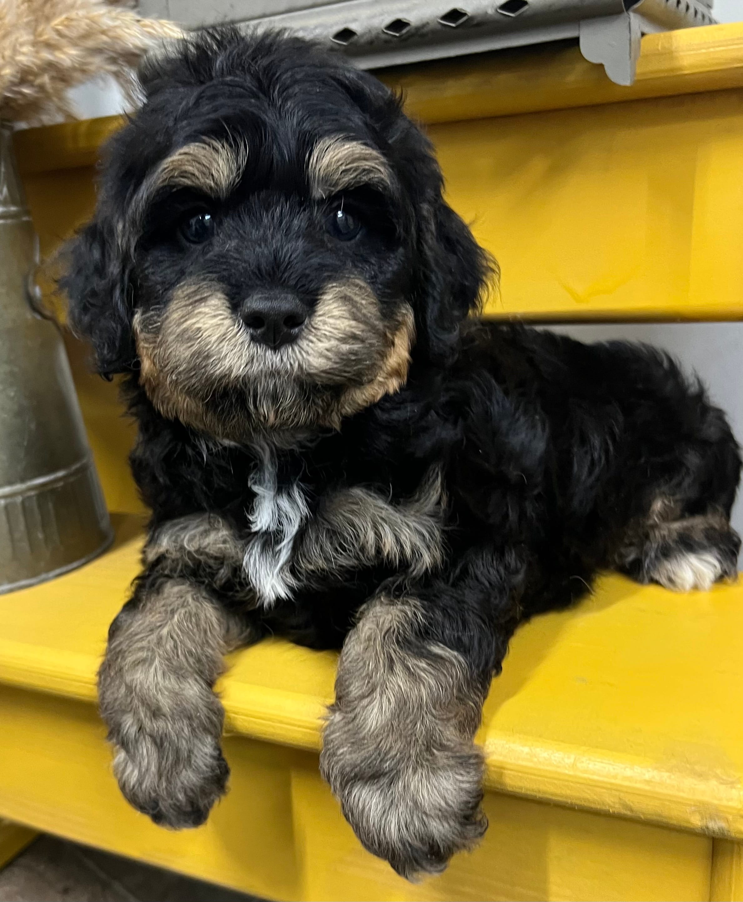 Dozer – Cavapoo puppy for sale in Wauseon, OH