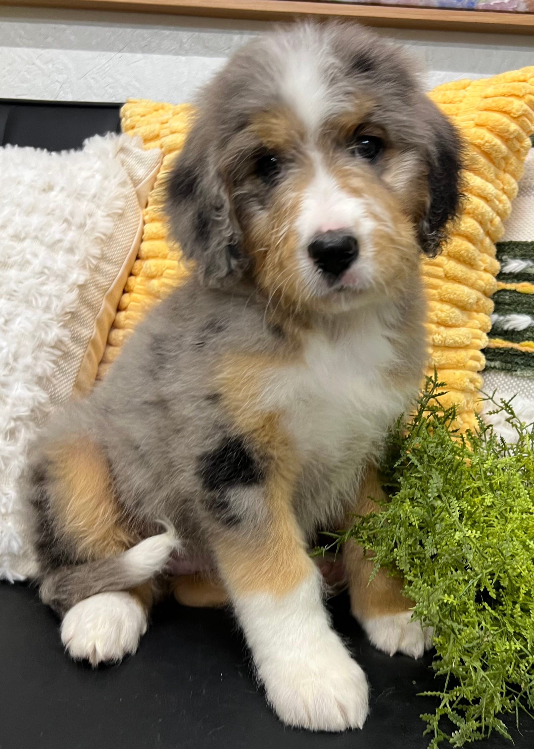 Fifi – Bernedoodle puppy for sale in Wauseon, OH