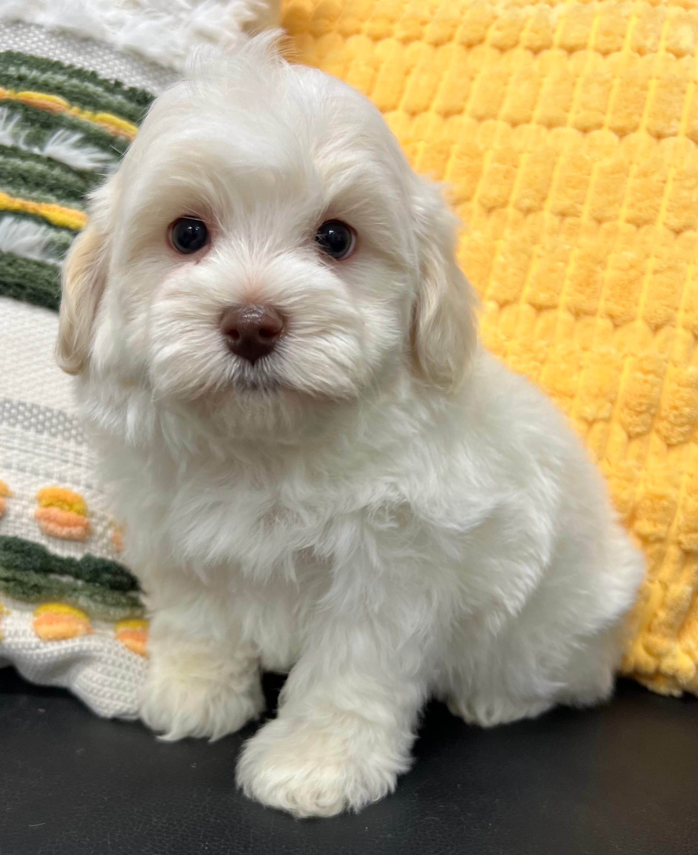 Pongo – Havapoo puppy for sale in Wauseon, OH