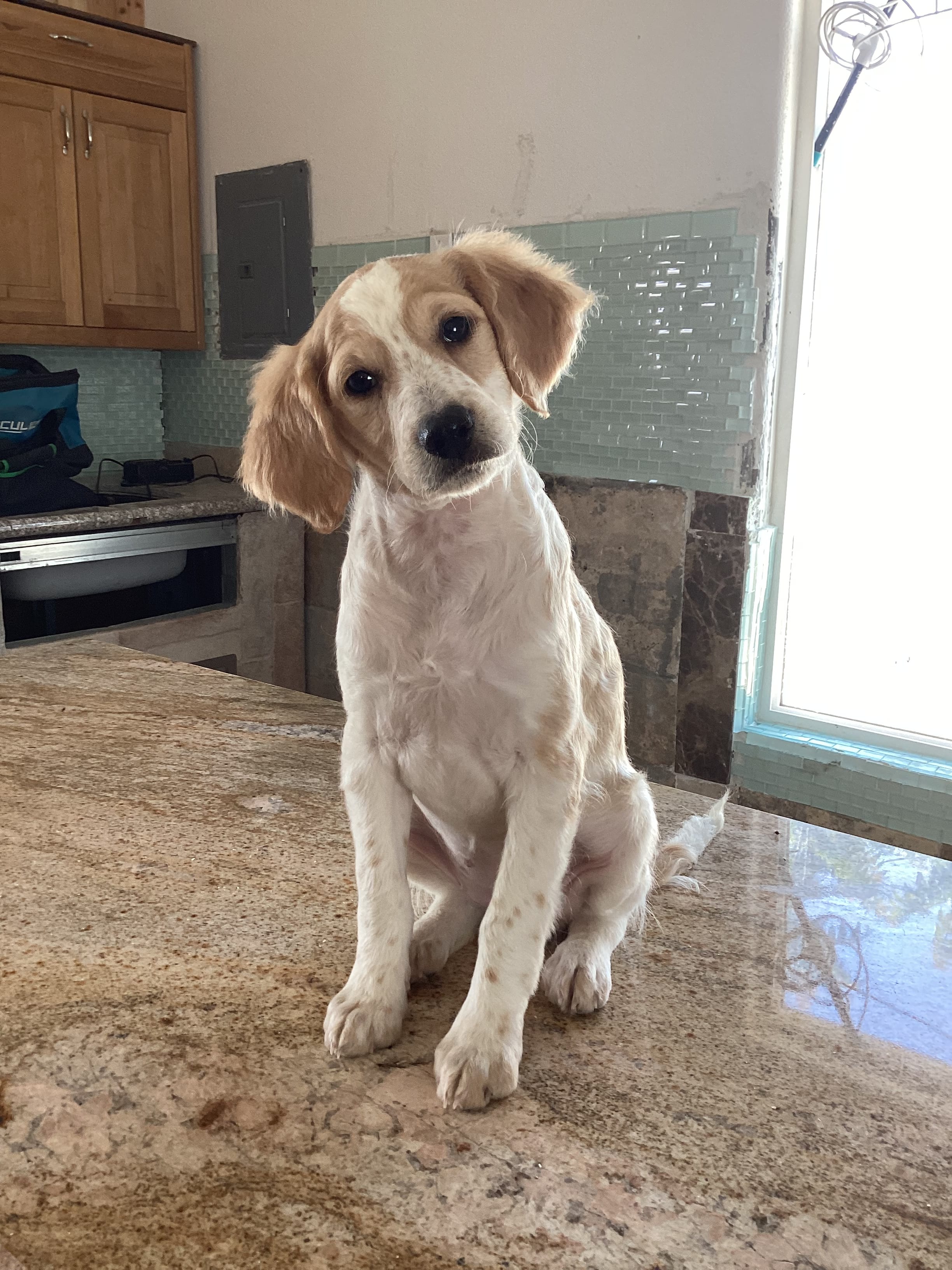 Bella – Miniature Goldendoodle puppy for sale in Anaheim, CA