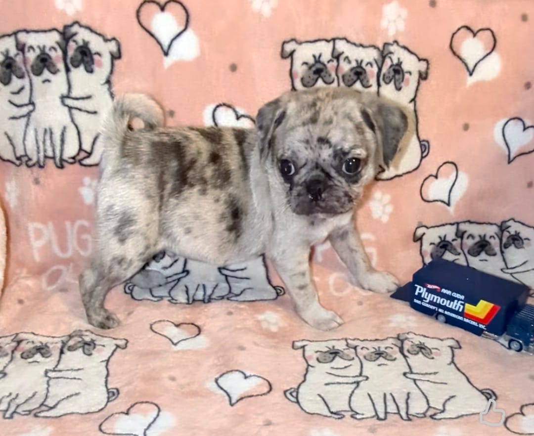 Fergus – Pug puppy for sale in Vermilion, OH