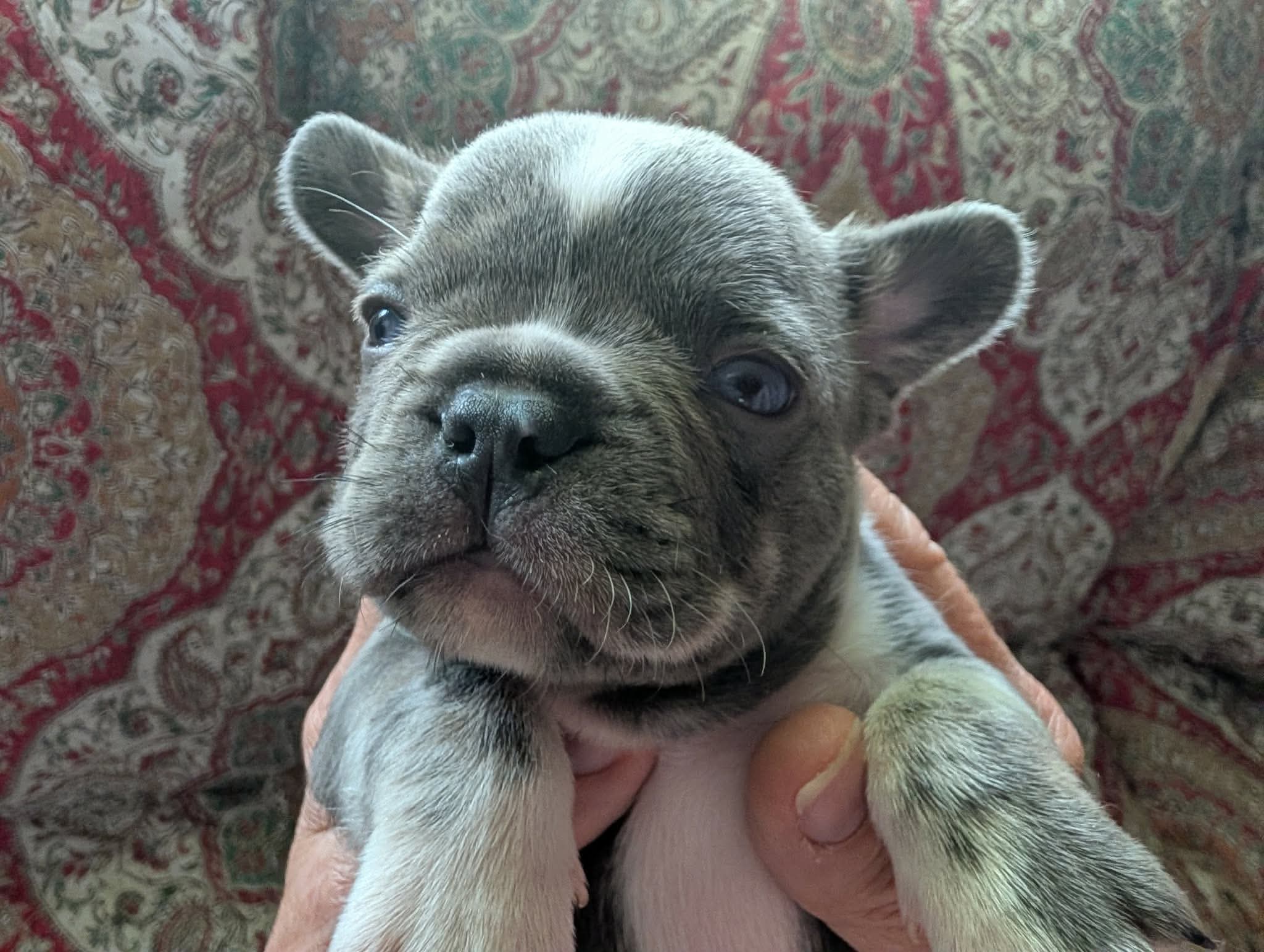 Frenchie 2 – French Bulldog puppy for sale in Vermilion, OH
