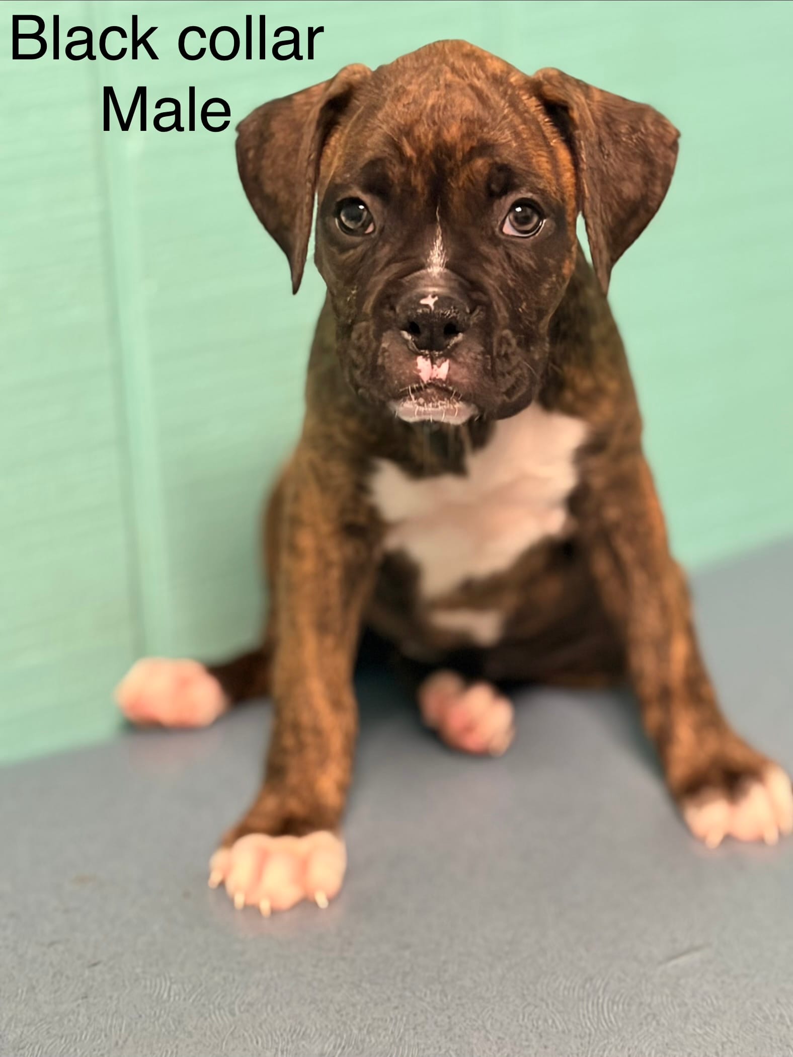 Black collar brindle  – Boxer puppy for sale in Saint Augustine, FL