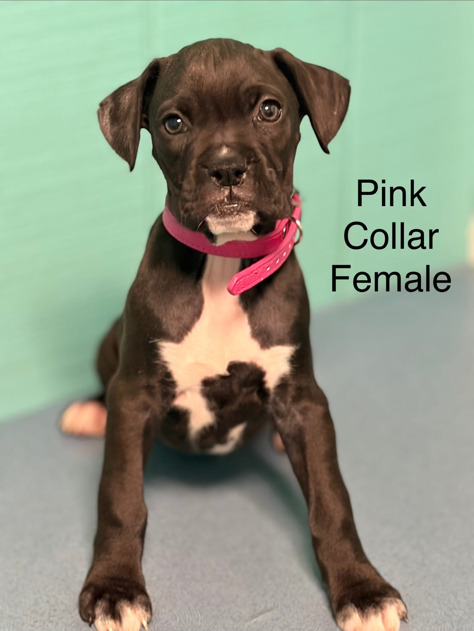 Pink collar – Boxer puppy for sale in Saint Augustine, FL