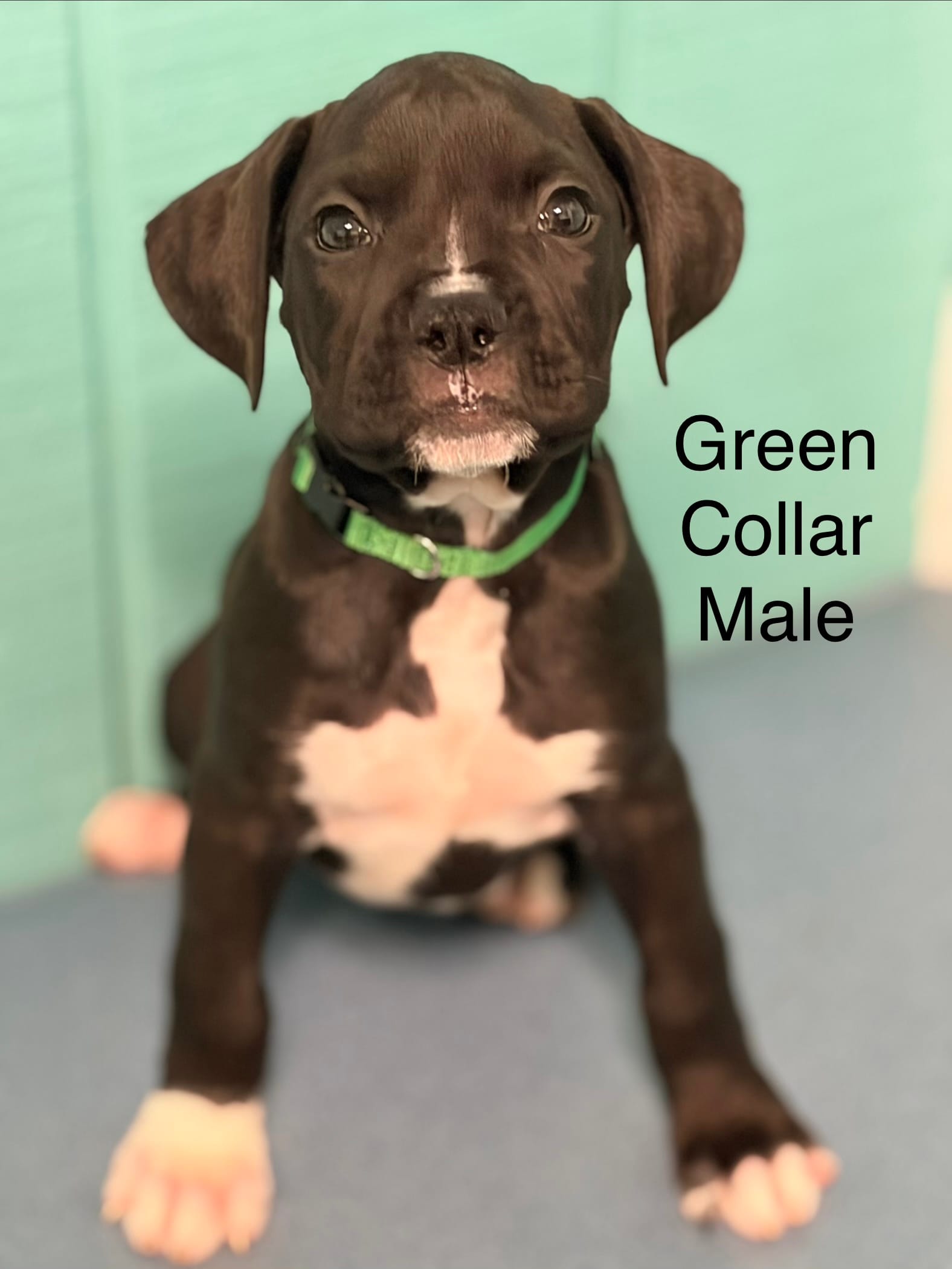 Green collar  – Boxer puppy for sale in Saint Augustine, FL