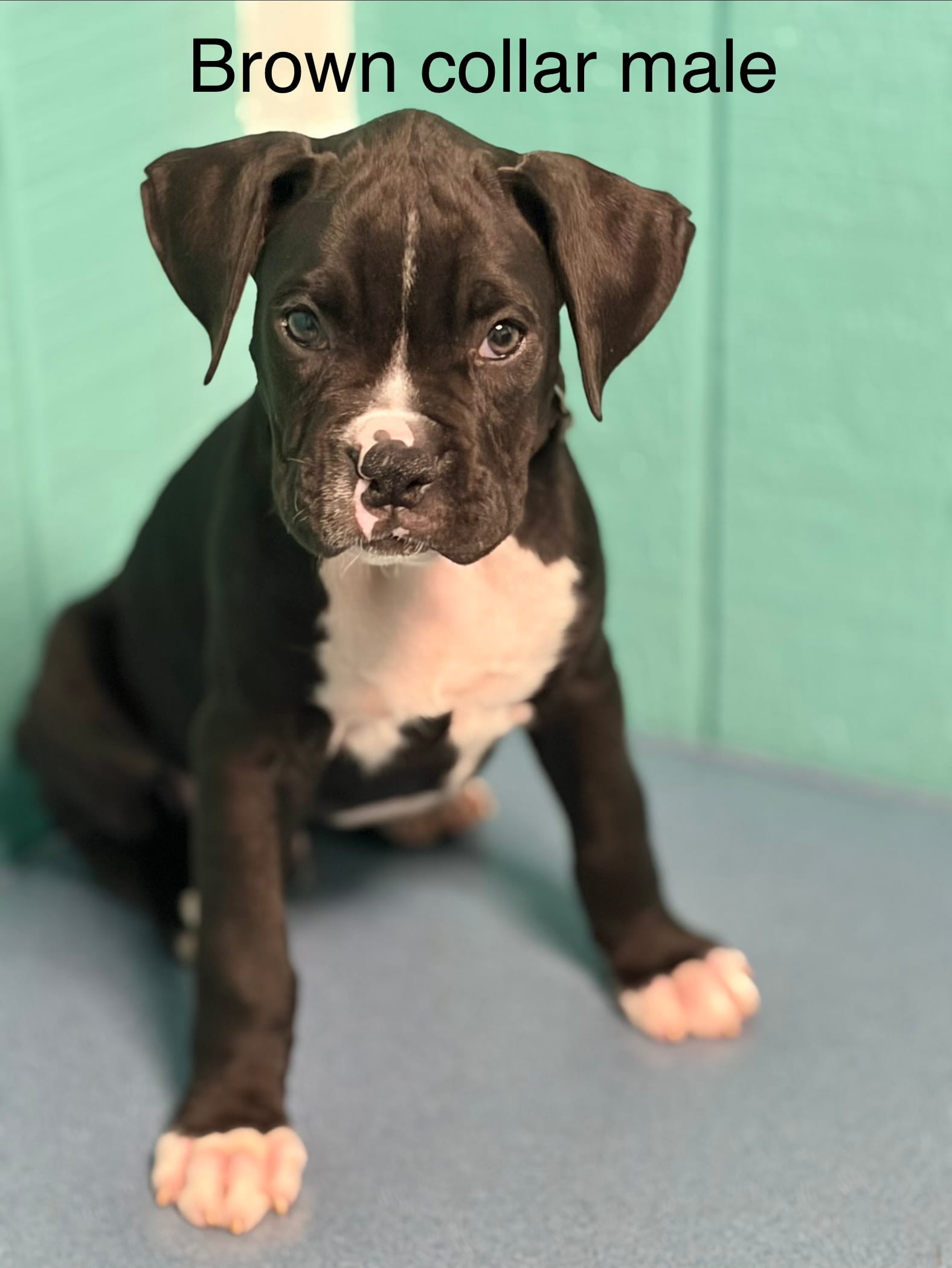 Brown collar  – Boxer puppy for sale in Saint Augustine, FL