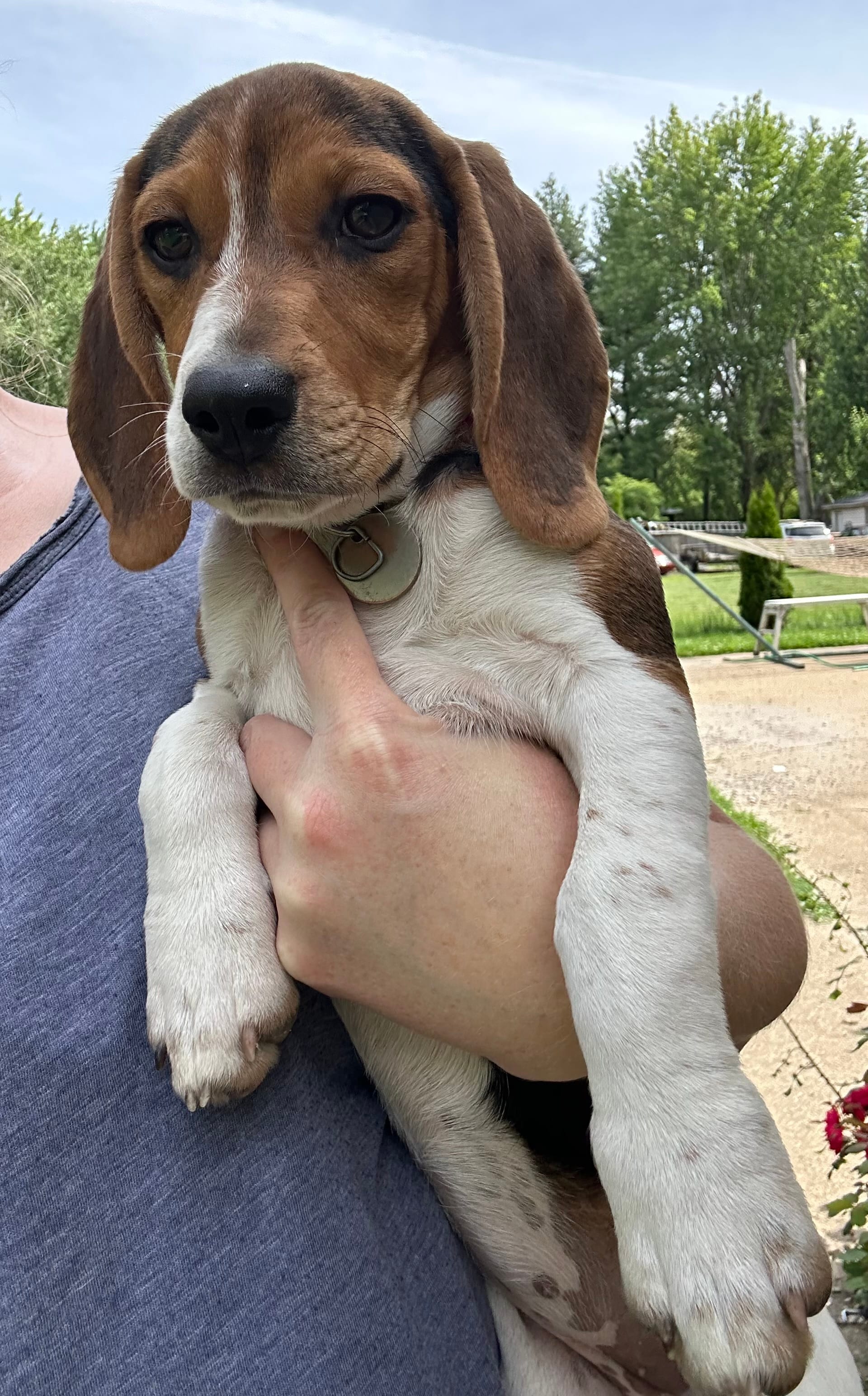 Daisy – Beagle puppy for sale in Knightstown, IN