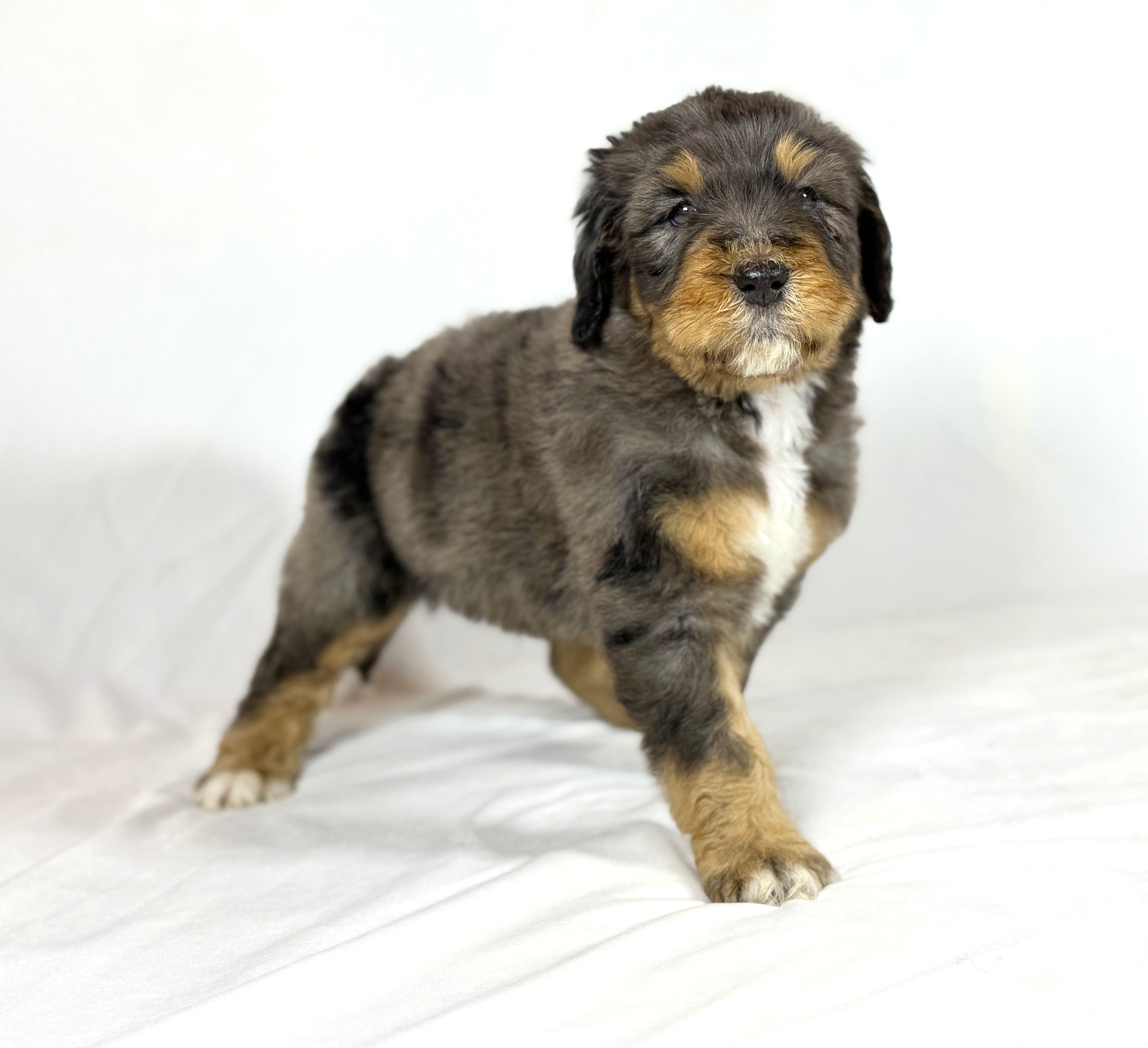 Bernedoodles – Bernedoodle puppy for sale in Britton, MI