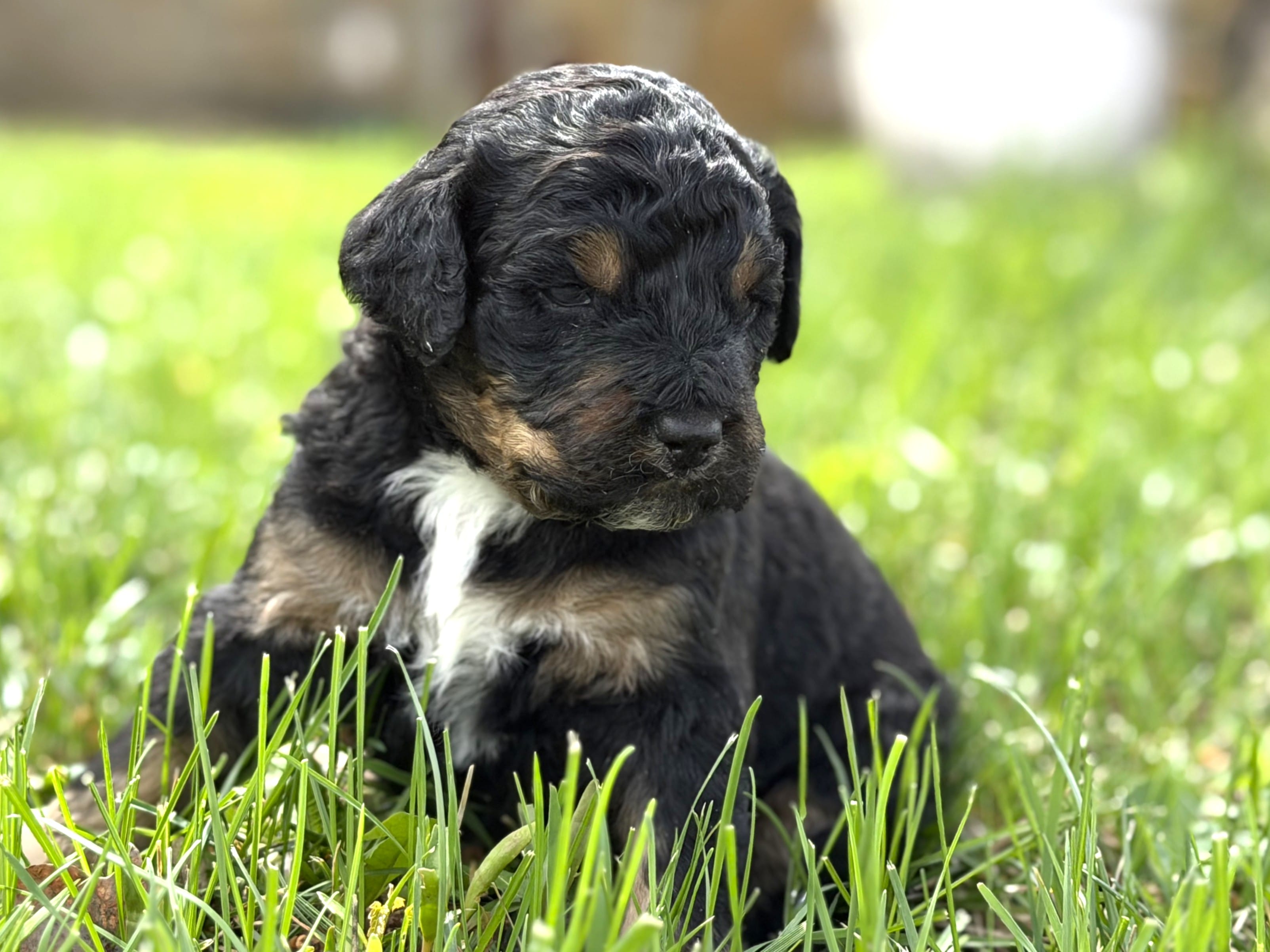 Bernedoodles – Bernedoodle puppy for sale in Britton, MI