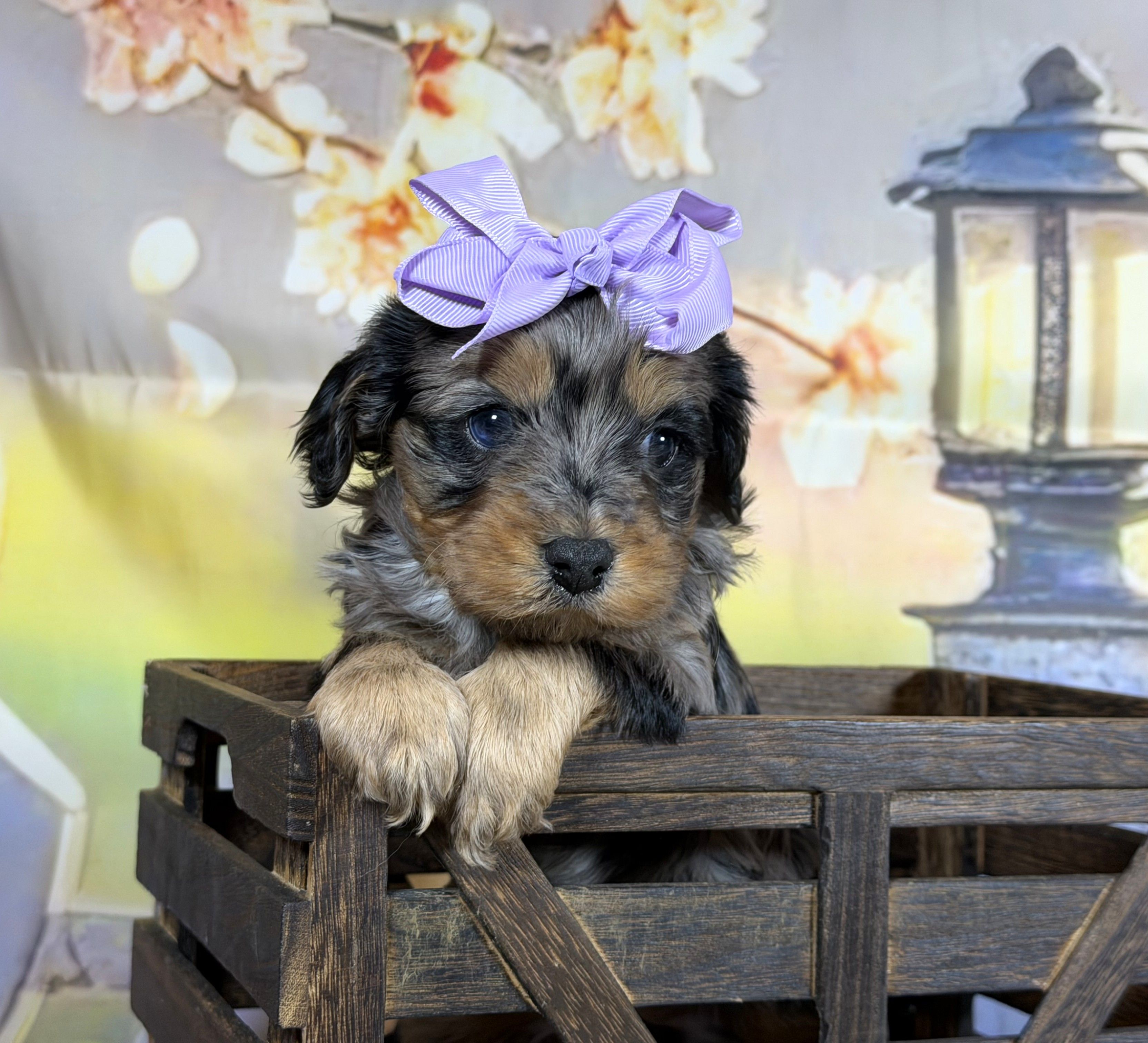 Cavapoo – Cavapoo puppy for sale in Britton, MI