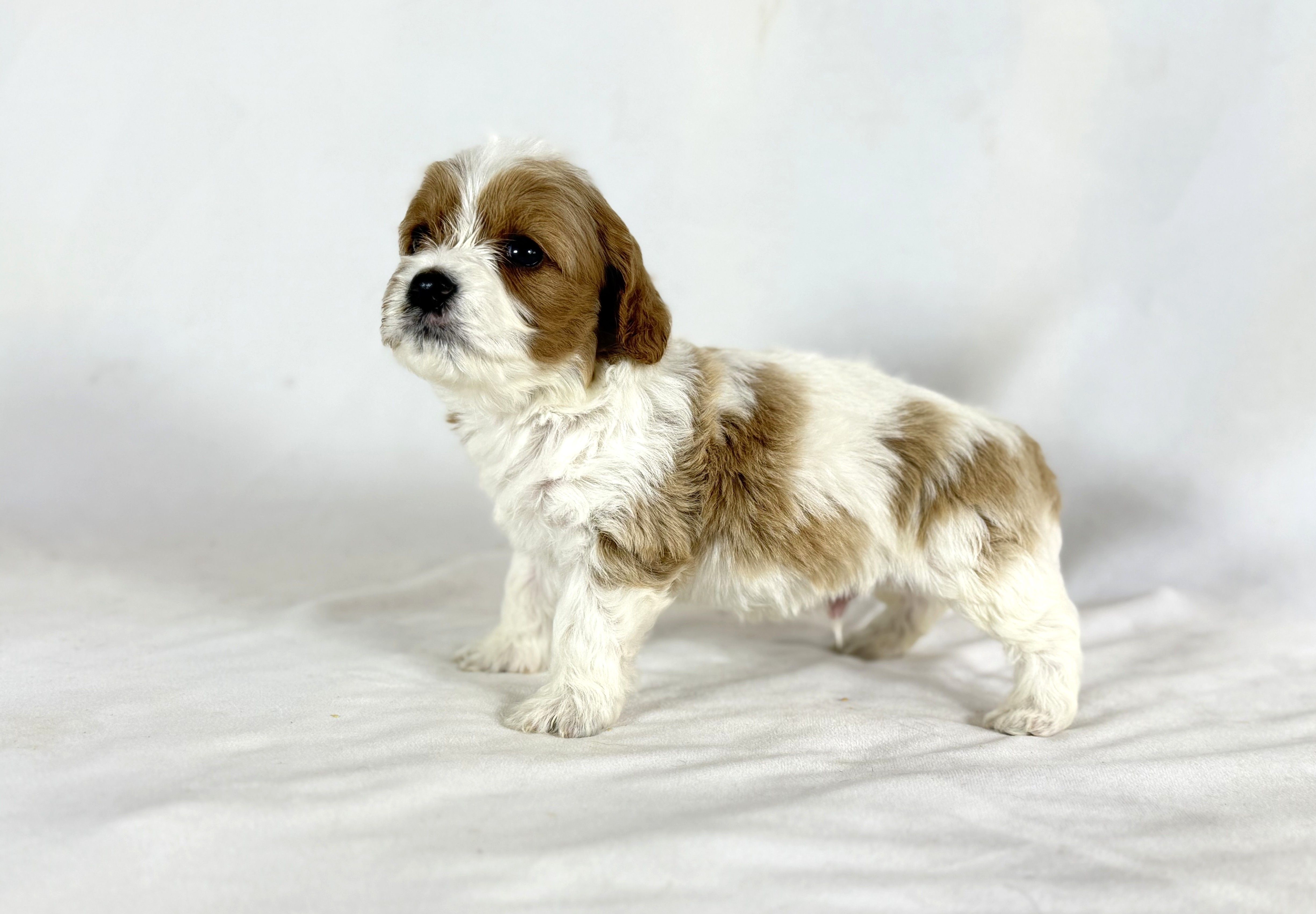 Cavapoo – Cavapoo puppy for sale in Britton, MI