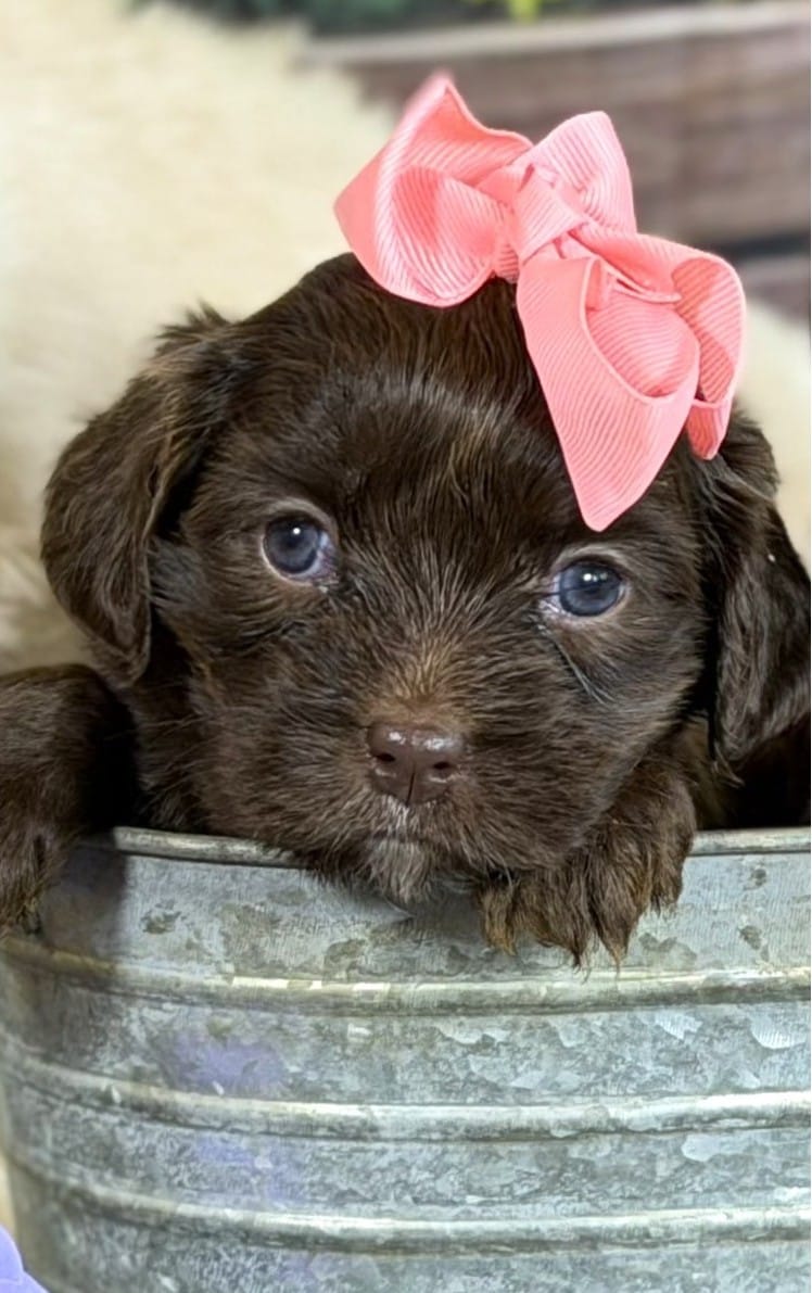 Cavapoo mix – Cavapoo puppy for sale in Britton, MI