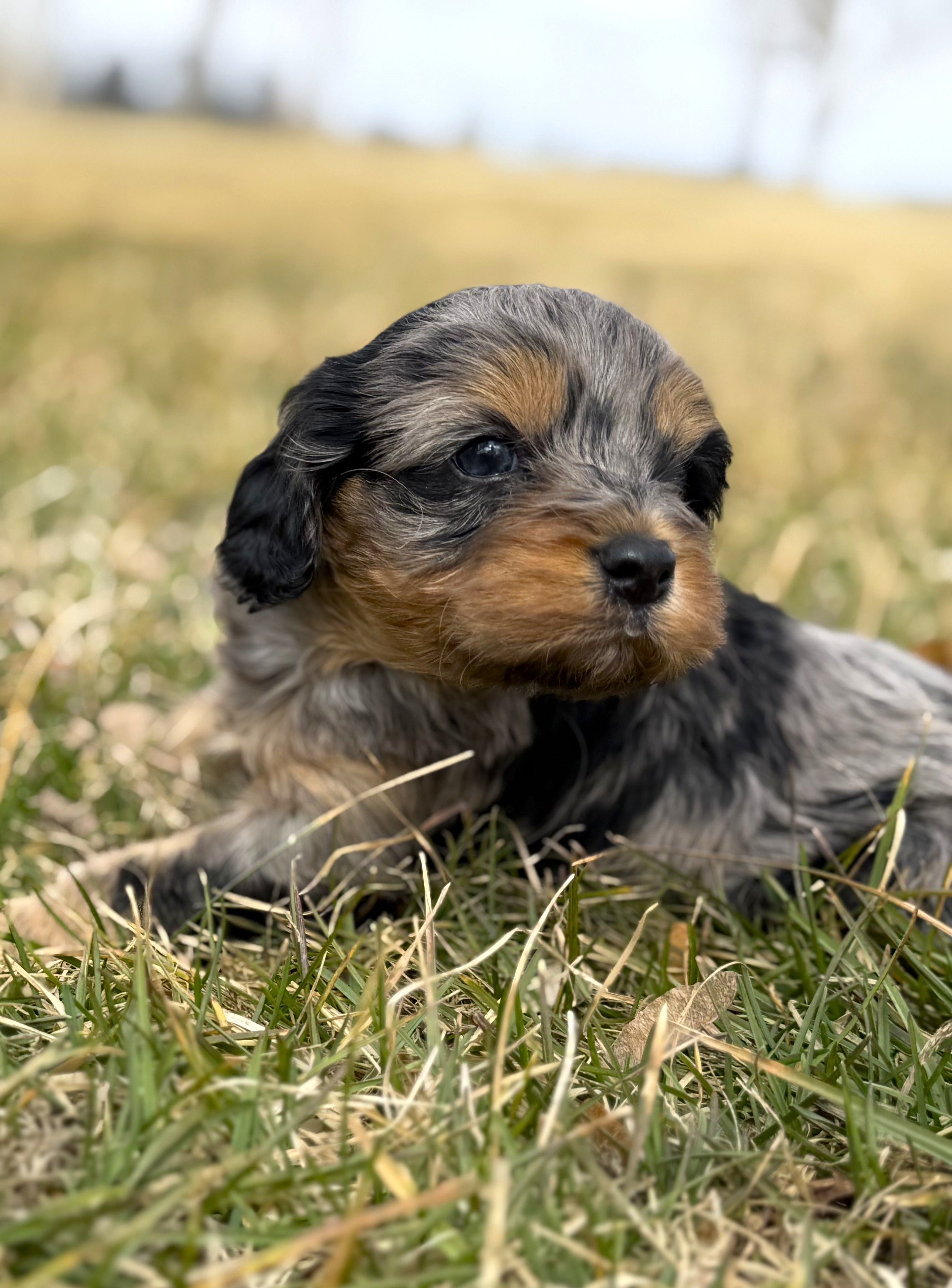 Cavapoo – Cavapoo puppy for sale in Britton, MI