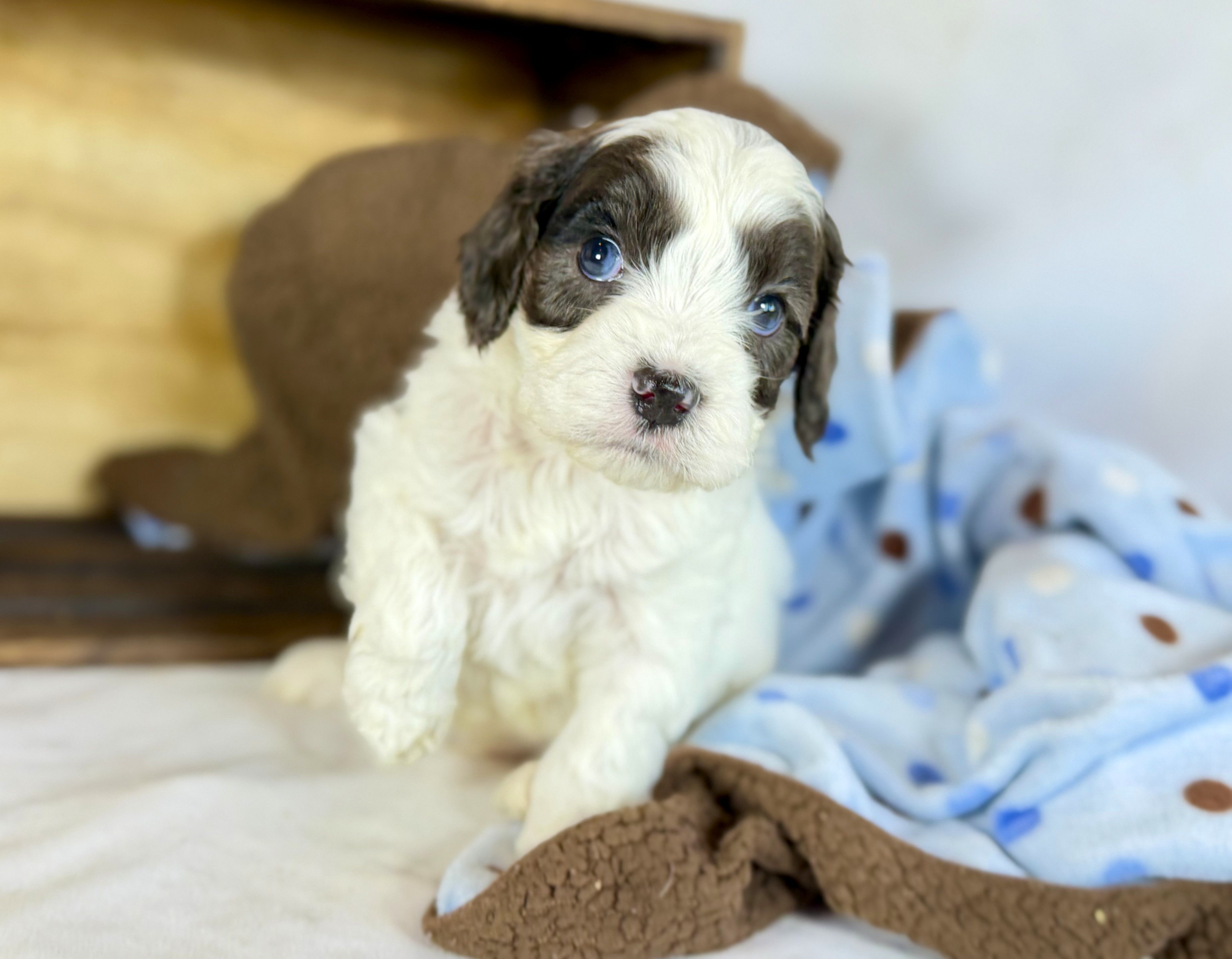 Cavapoo – Cavapoo puppy for sale in Britton, MI