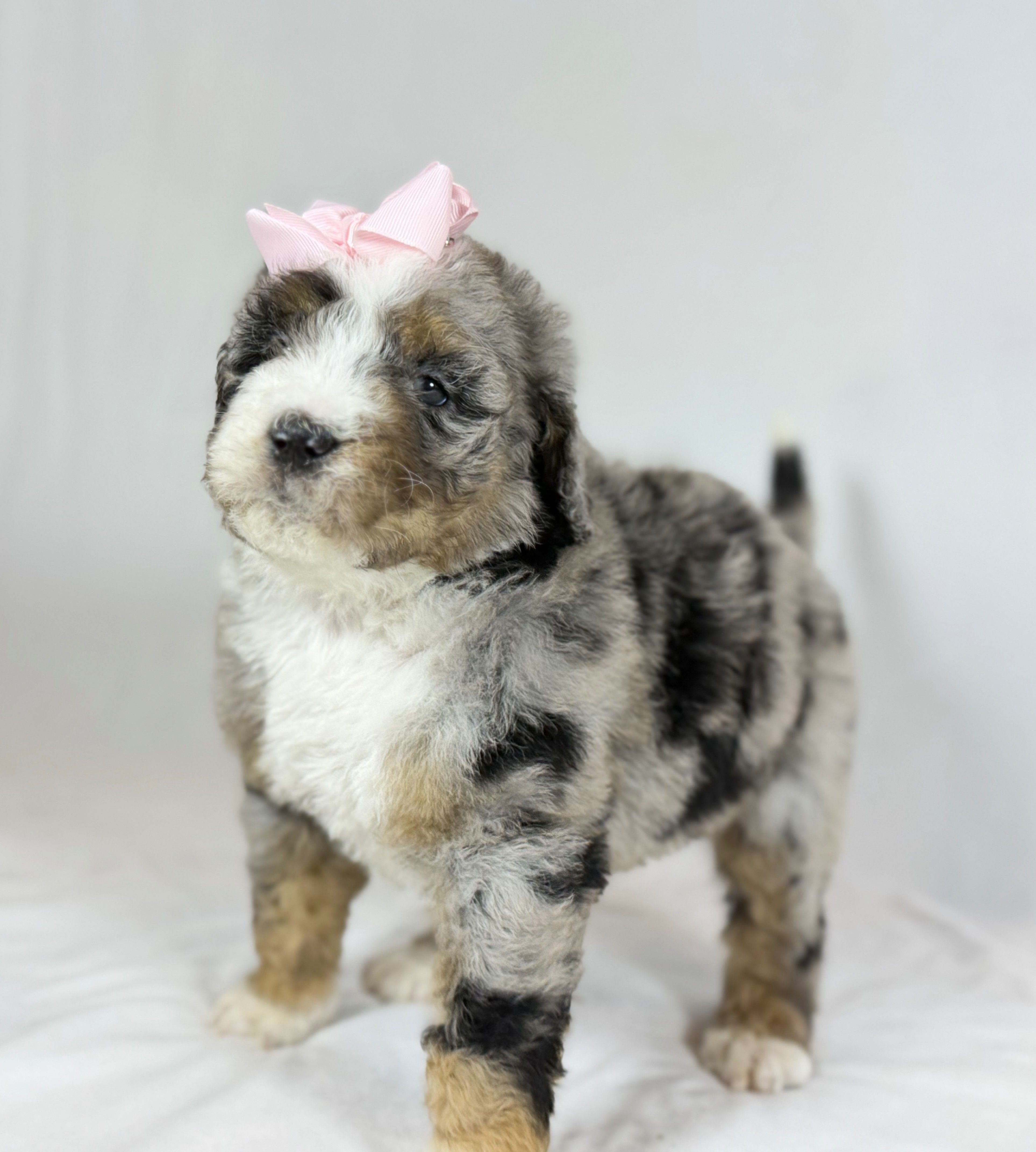 Bernedoodles – Bernedoodle puppy for sale in Britton, MI