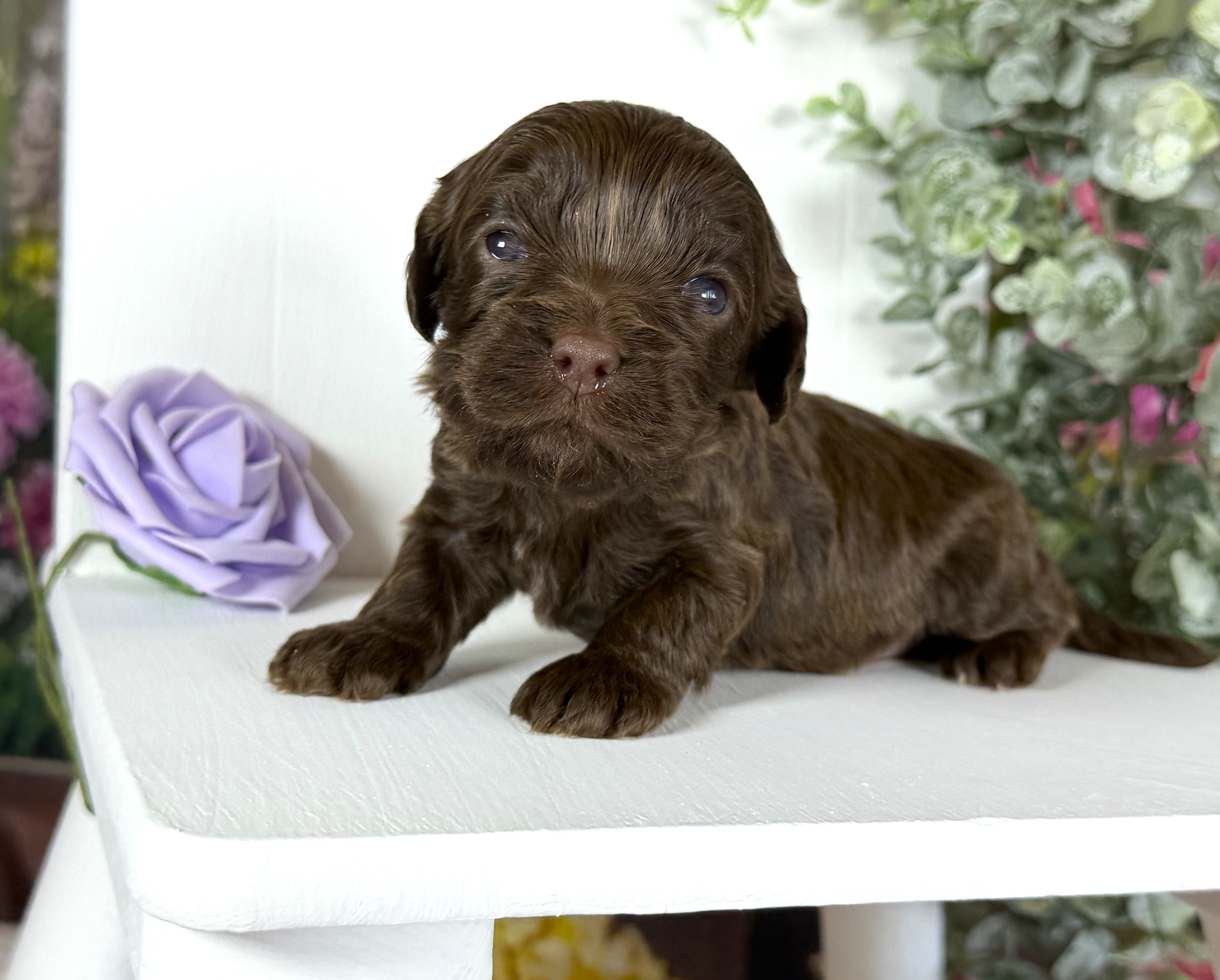 Cavapoo – Cavapoo puppy for sale in Britton, MI