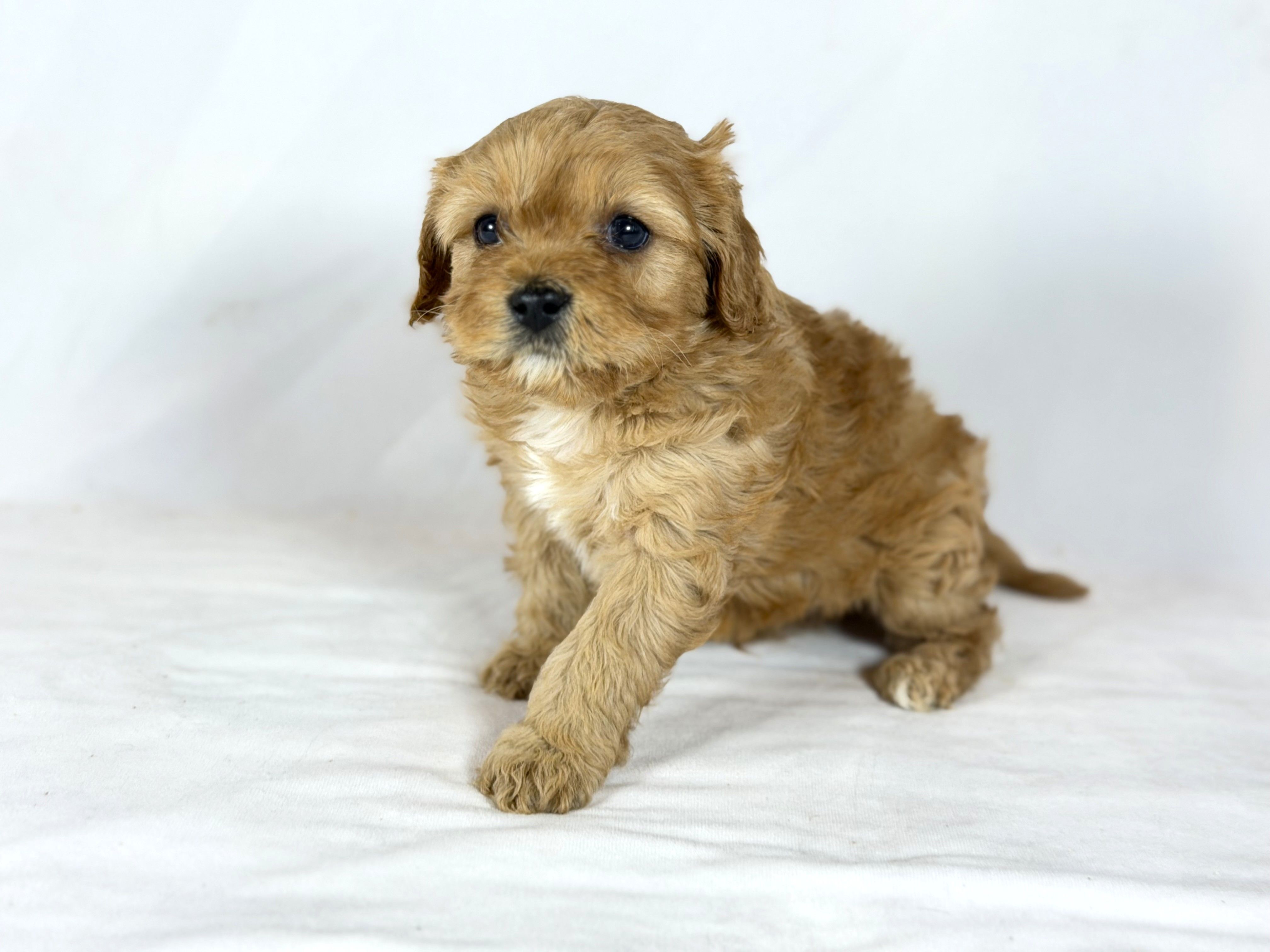 Cavapoo – Cavapoo puppy for sale in Britton, MI