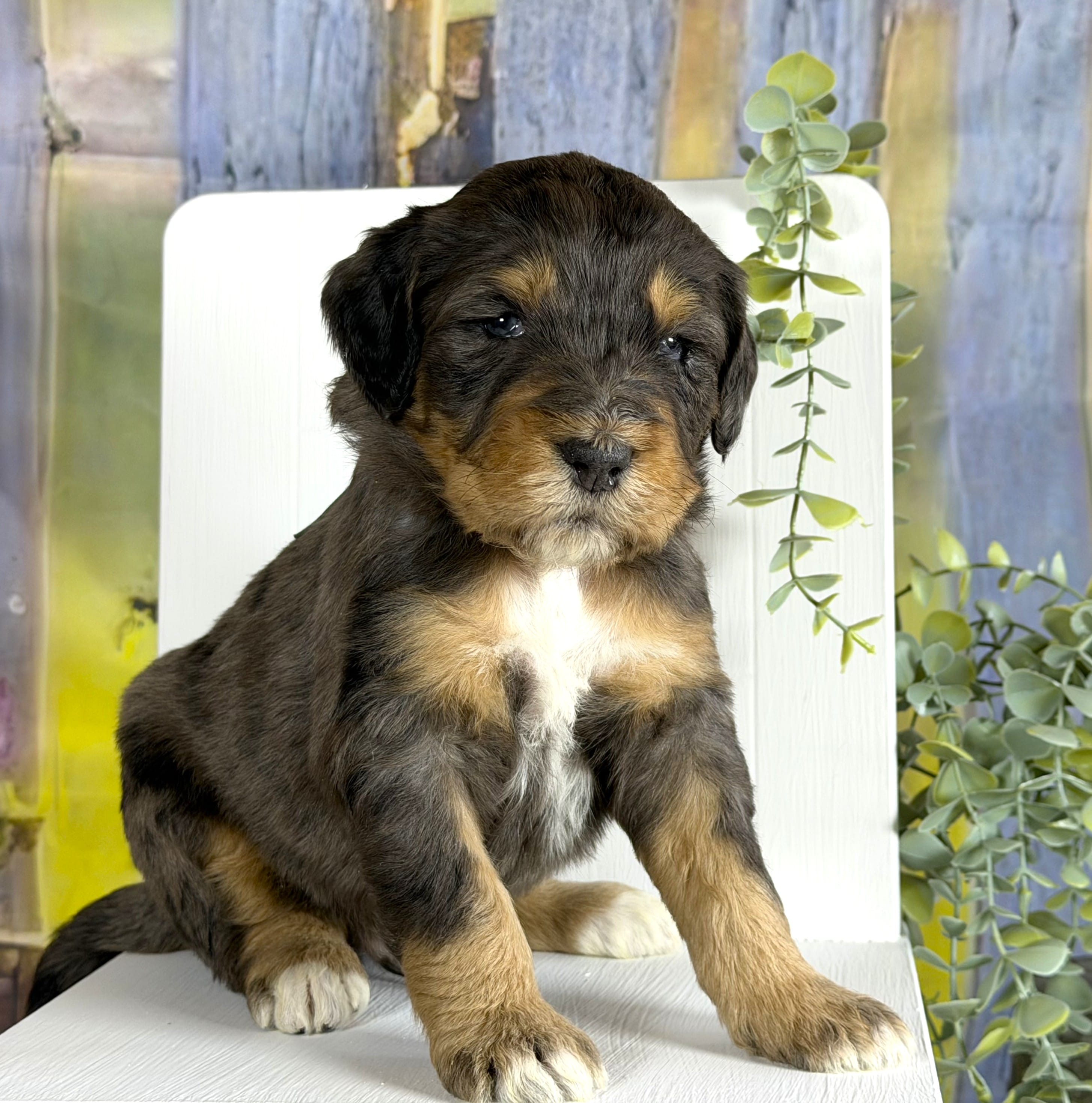 Bernedoodles – Bernedoodle puppy for sale in Britton, MI