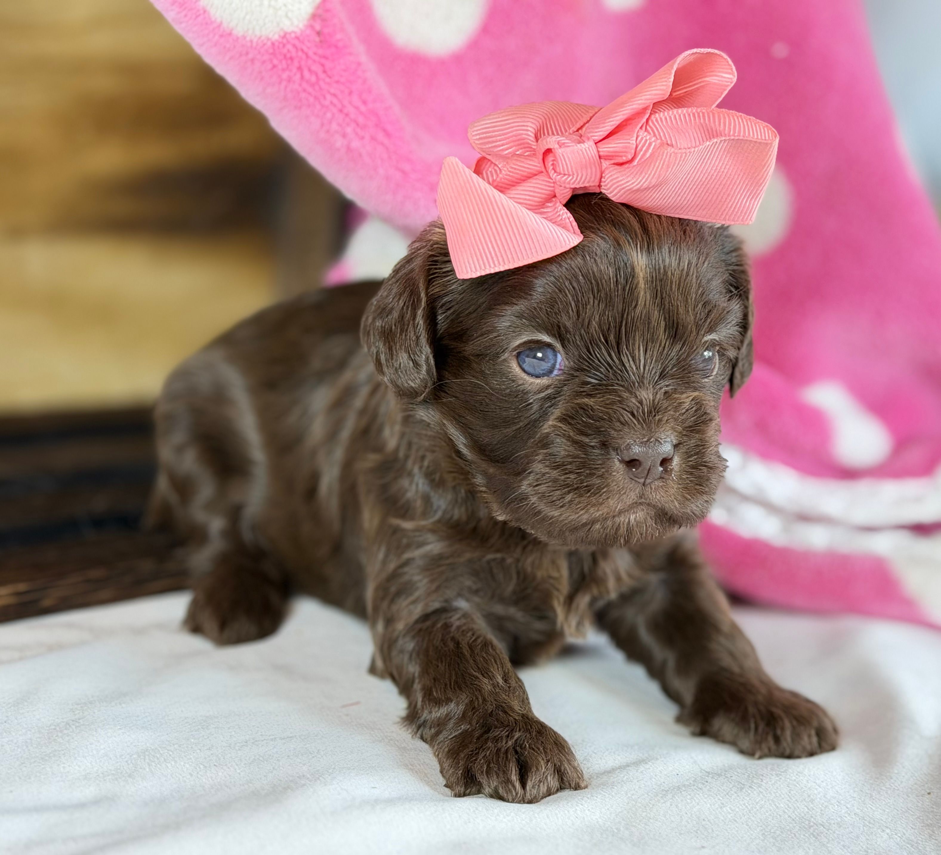 Cavapoo mix – Cavapoo puppy for sale in Britton, MI