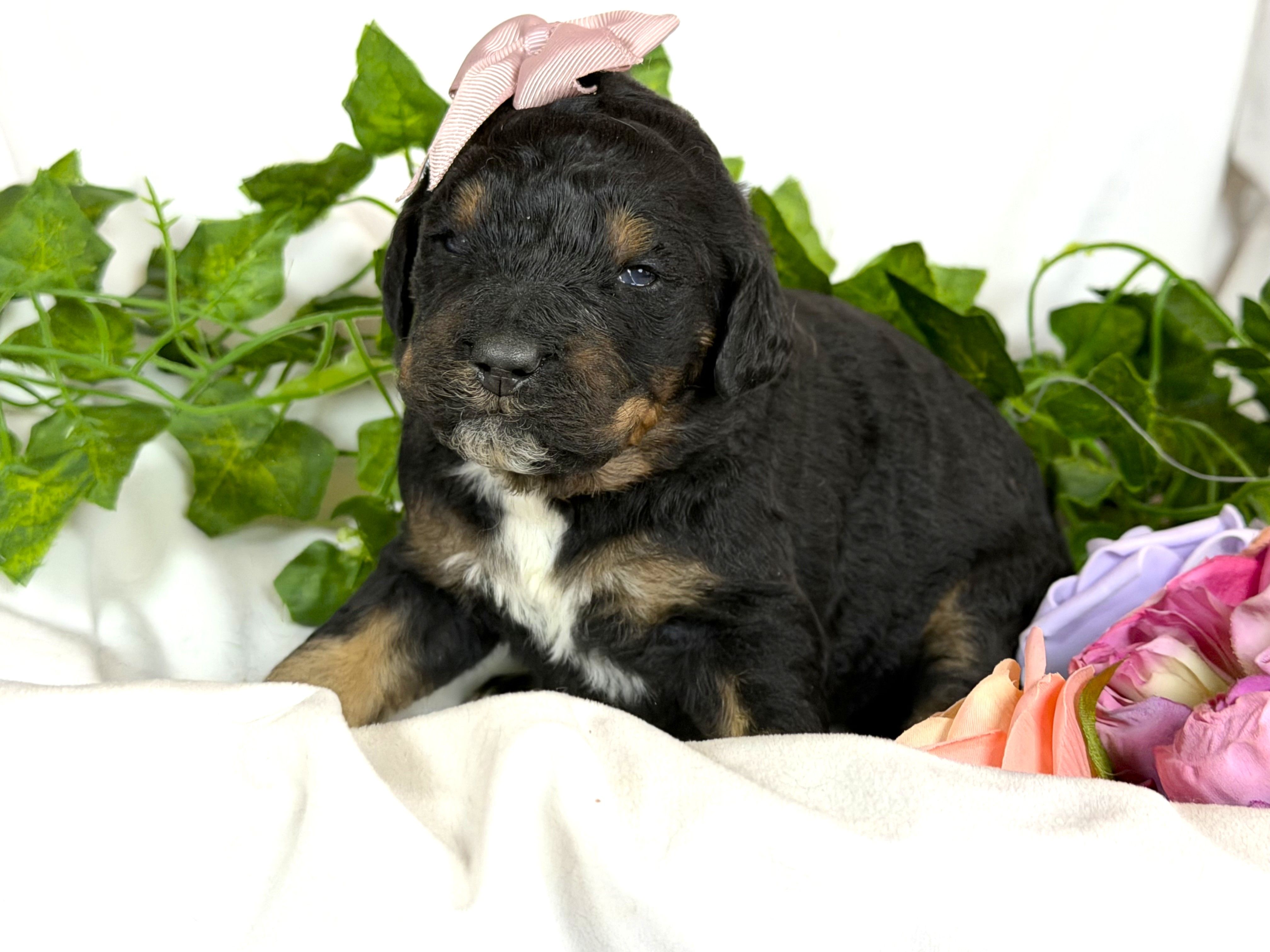 Bernedoodle – Bernedoodle puppy for sale in Britton, MI