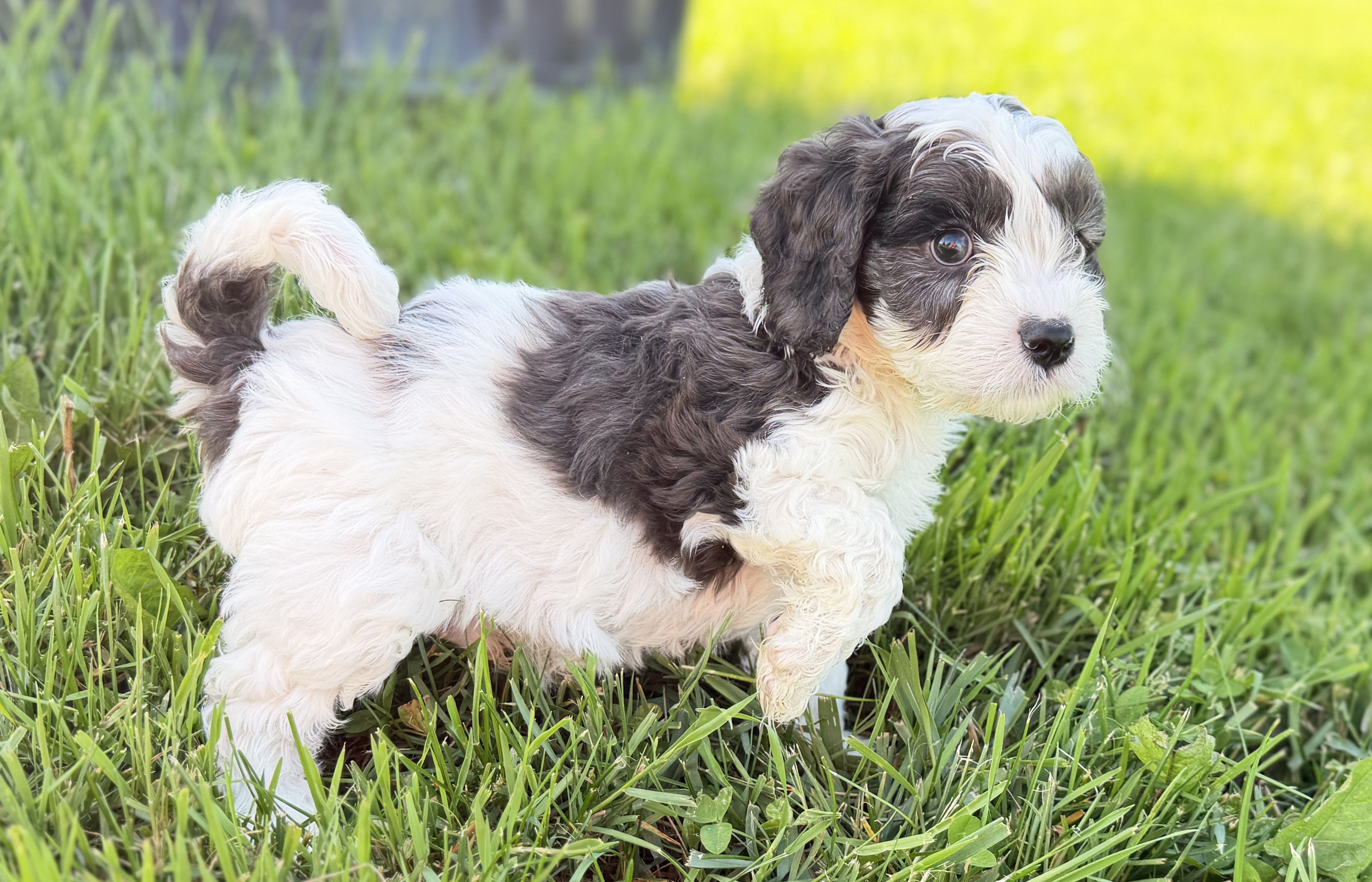 Cavapoo – Cavapoo puppy for sale in Britton, MI