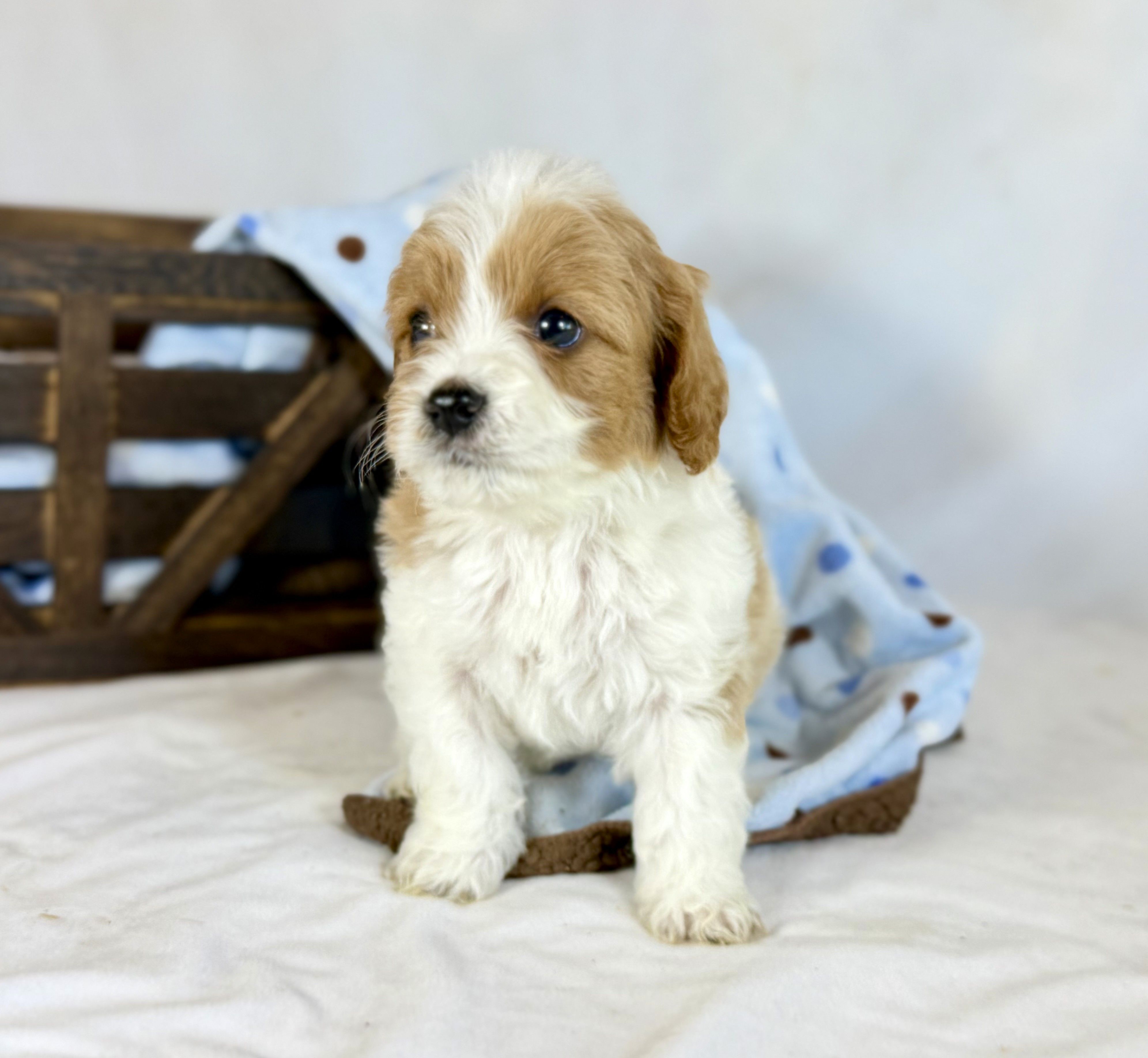 Cavapoo – Cavapoo puppy for sale in Britton, MI