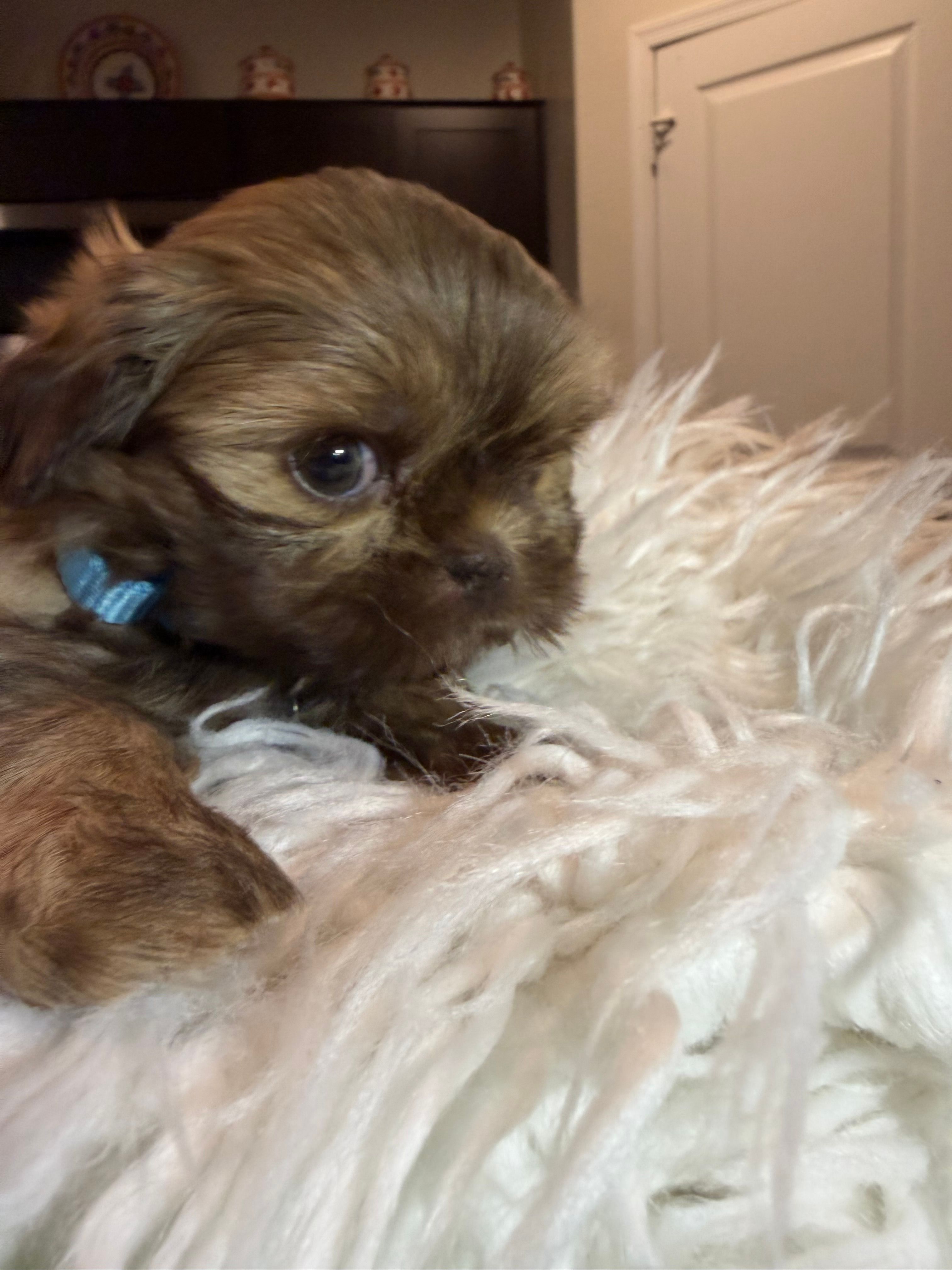 Chewie – Shih Tzu puppy for sale in Gilbert, AZ