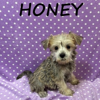 Honey – Schnoodle puppy for sale in New Richland, MN