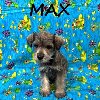 Max – Schnoodle puppy for sale in New Richland, MN