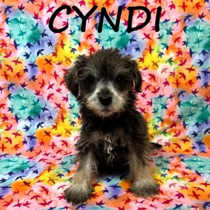 Cyndi – Schnoodle puppy for sale in New Richland, MN