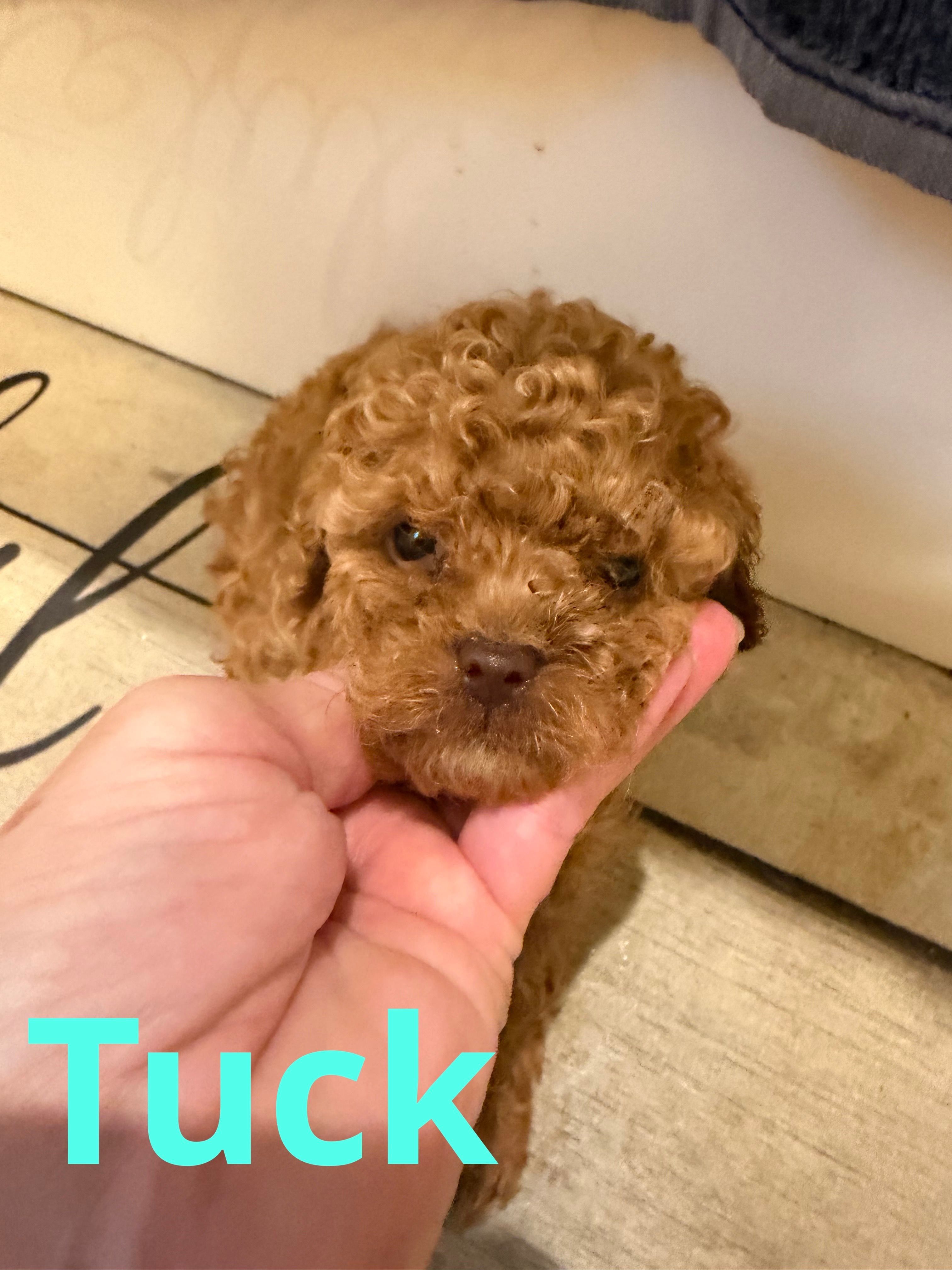 Tuck – Poodle - Toy  puppy for sale in Mc Crory, AR