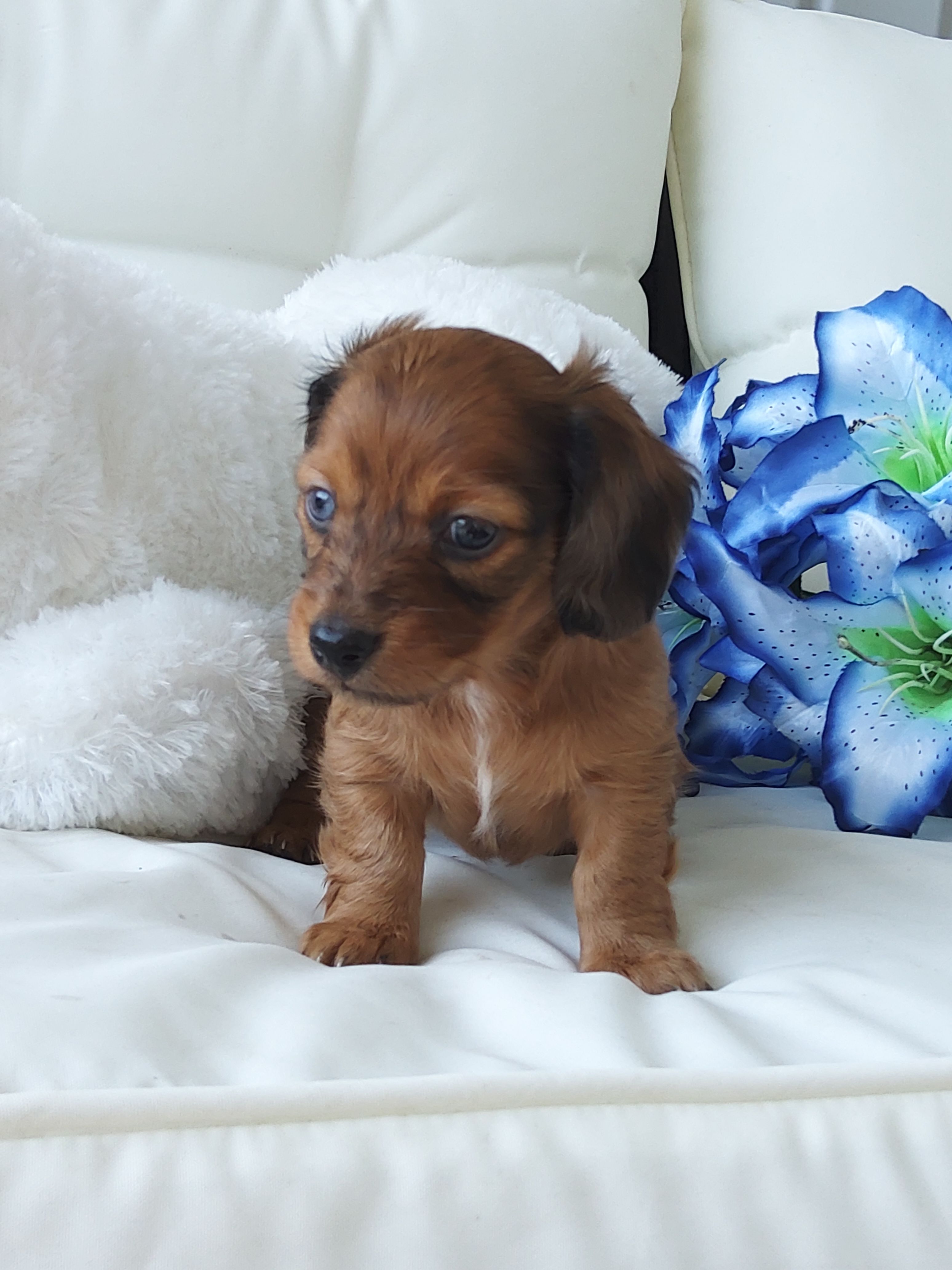 Louie – Miniature Dachshund puppy for sale in Shipshewana, IN