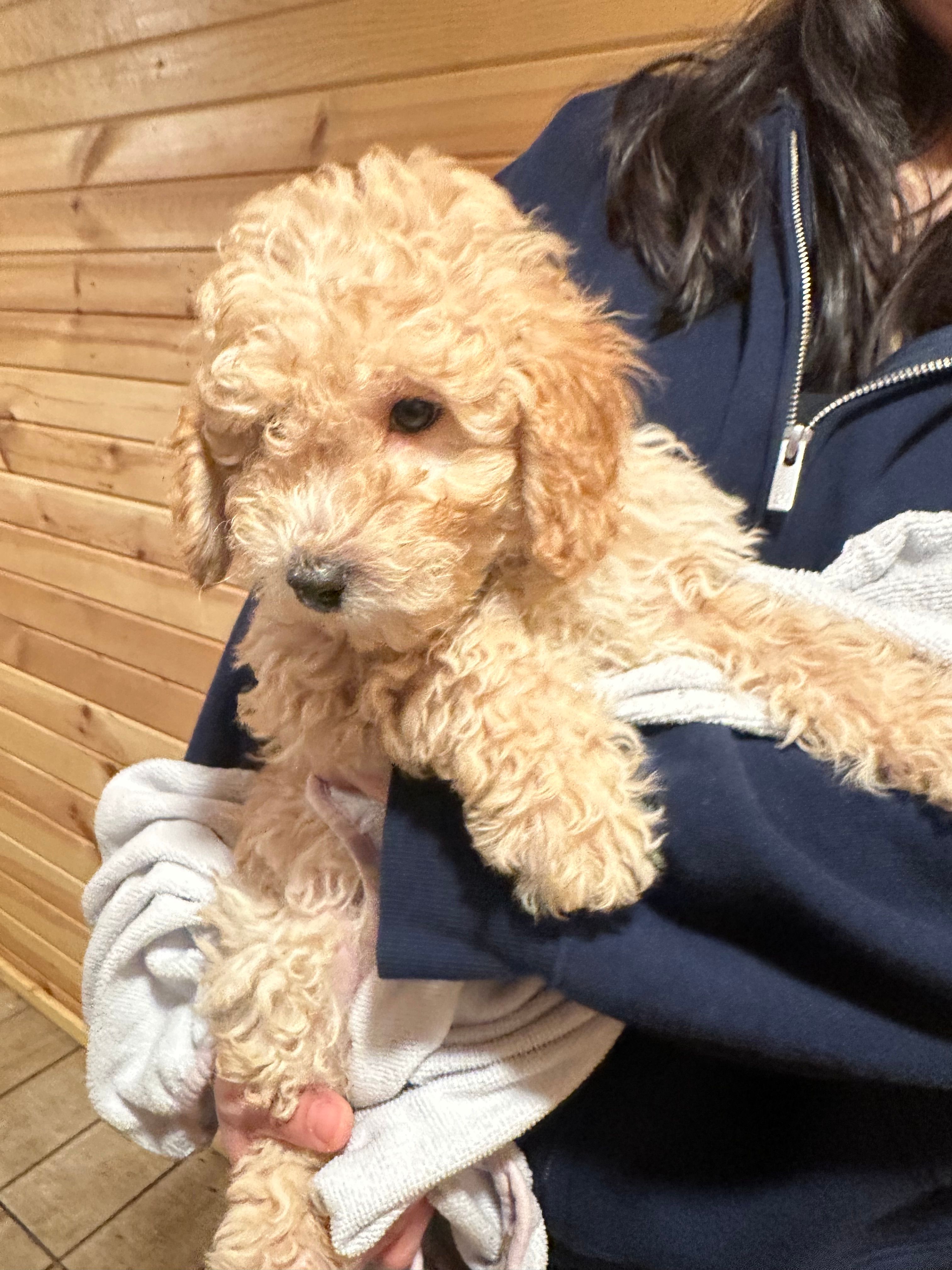 Valentino – Miniature Goldendoodle puppy for sale in Wyoming, MI