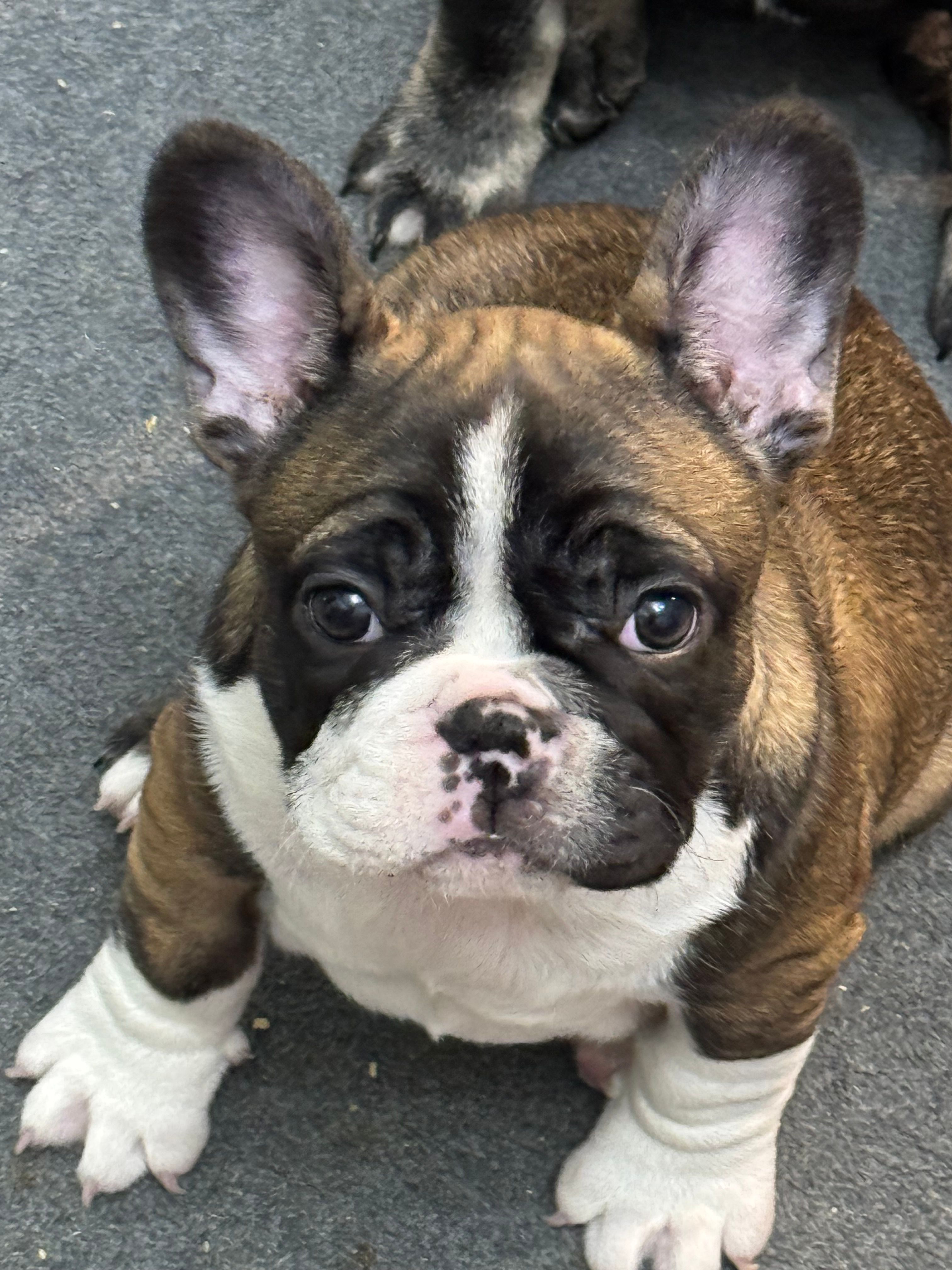 Salsa – French Bulldog puppy for sale in Newburg, MD